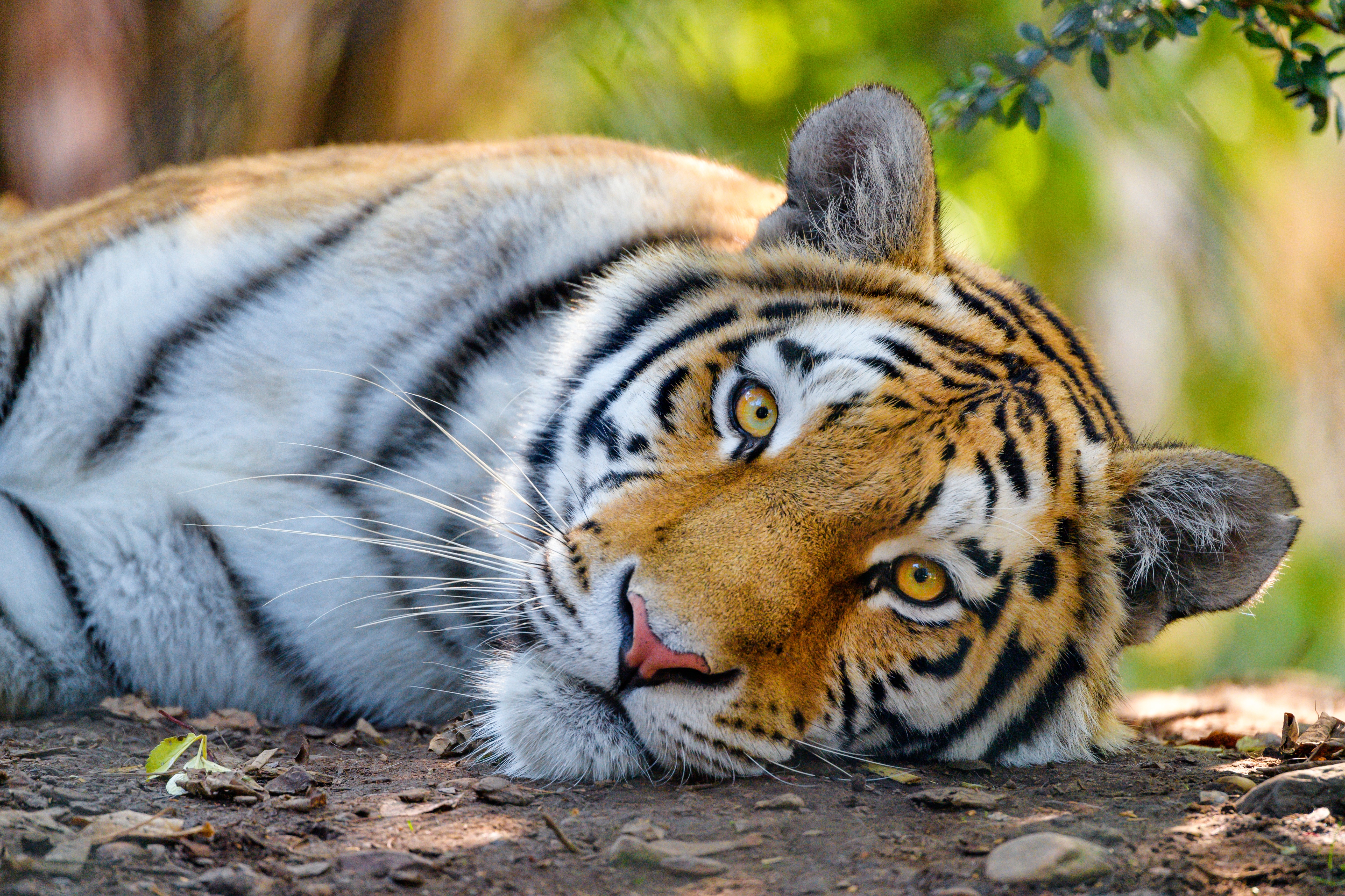 Baixar papel de parede para celular de Gatos, Animais, Tigre gratuito.