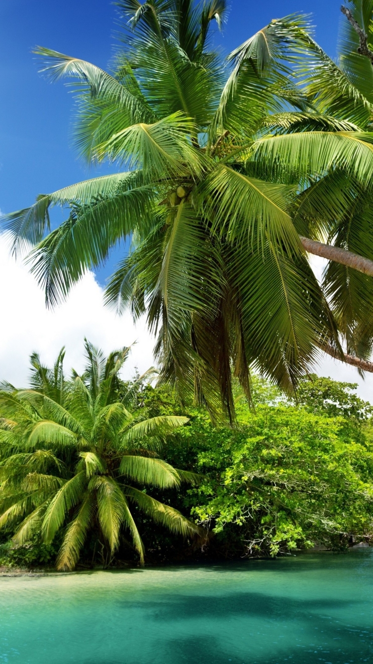 Скачать картинку Пальмы, Пальма, Тропики, Лагуна, Тропический, Земля/природа в телефон бесплатно.
