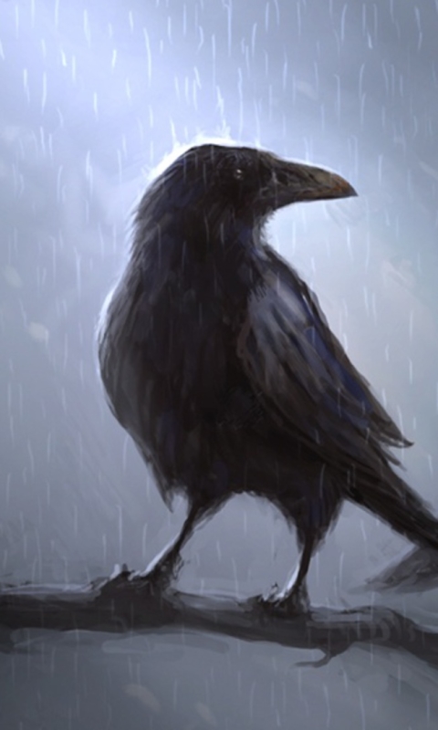 Download mobile wallpaper Bird, Animal, Raven, Crow for free.