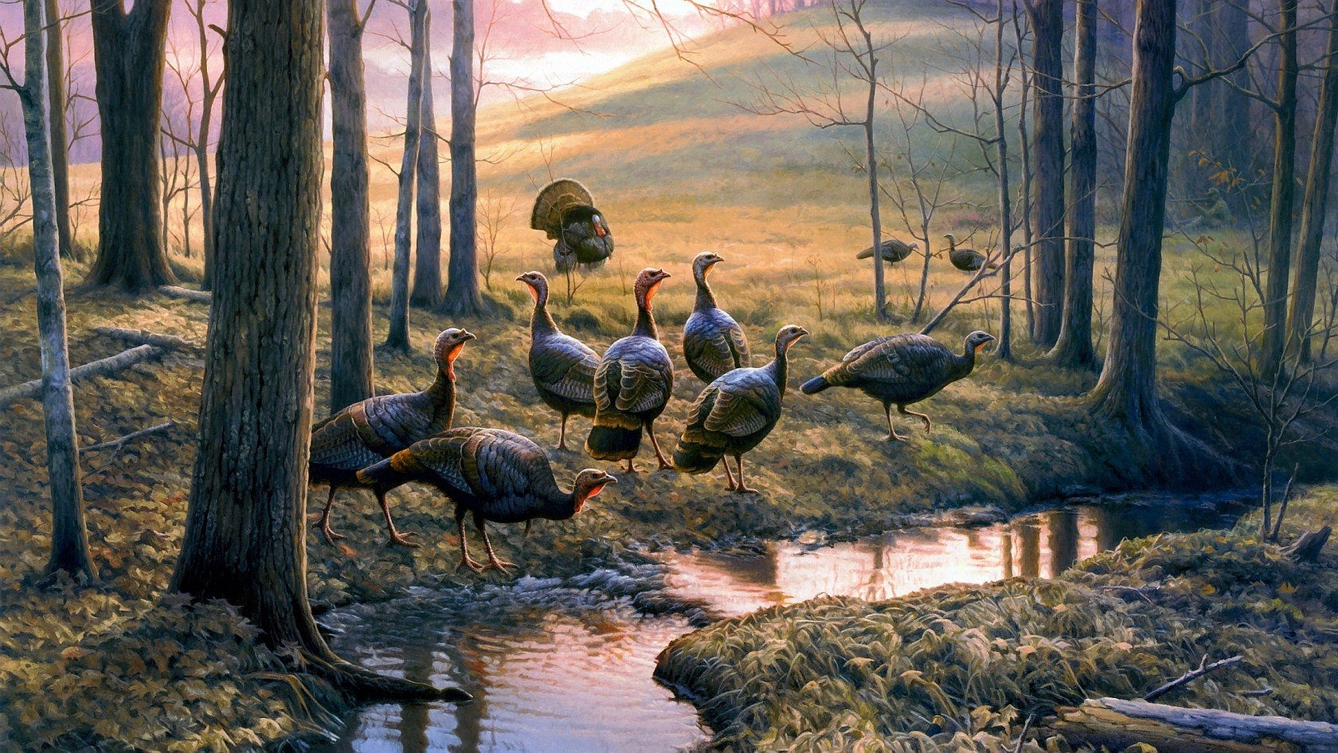 Free download wallpaper Birds, Animal, Turkey on your PC desktop