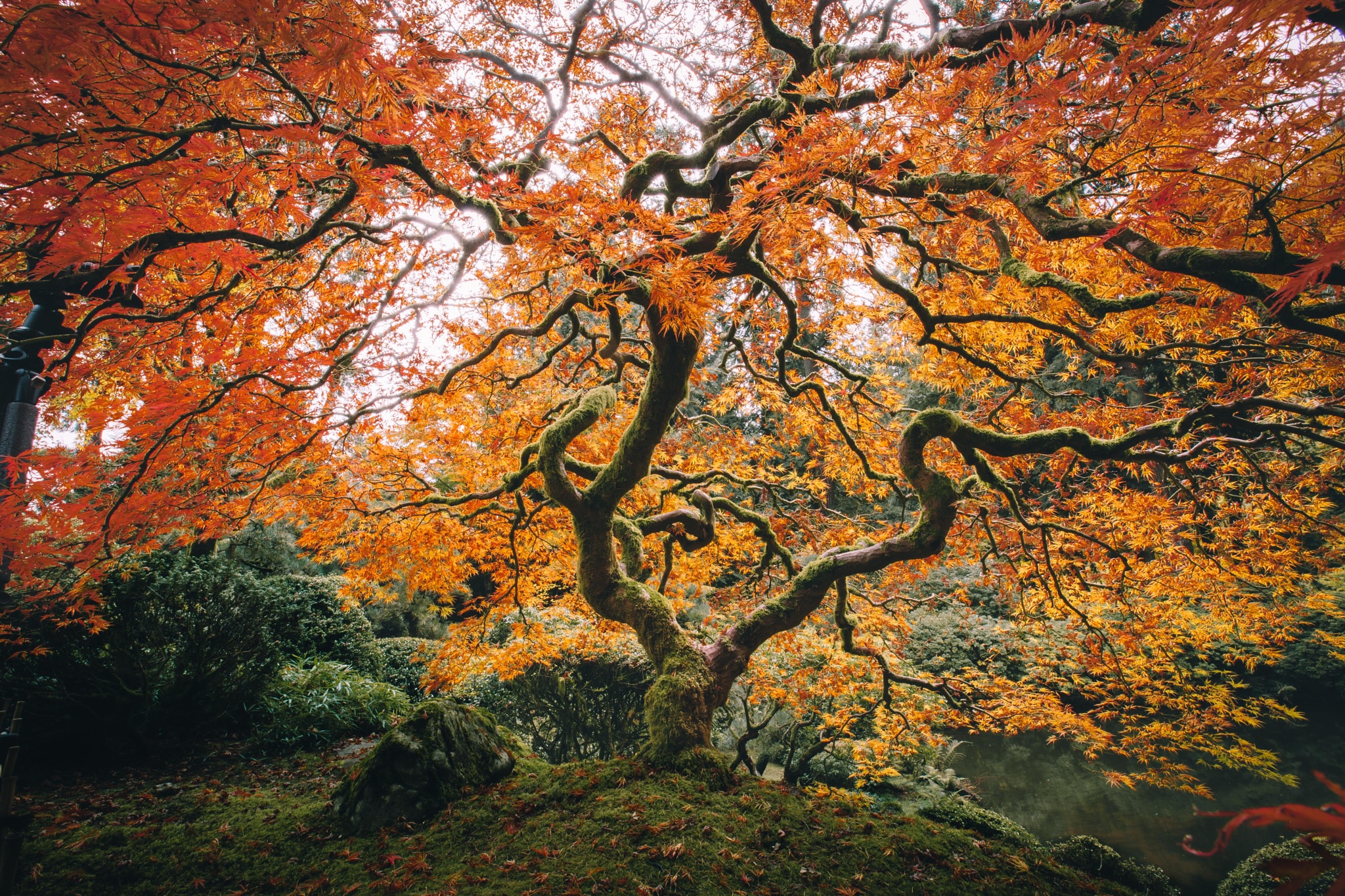 Download mobile wallpaper Trees, Tree, Fall, Earth, Moss, Garden, Pond, Japanese Garden for free.