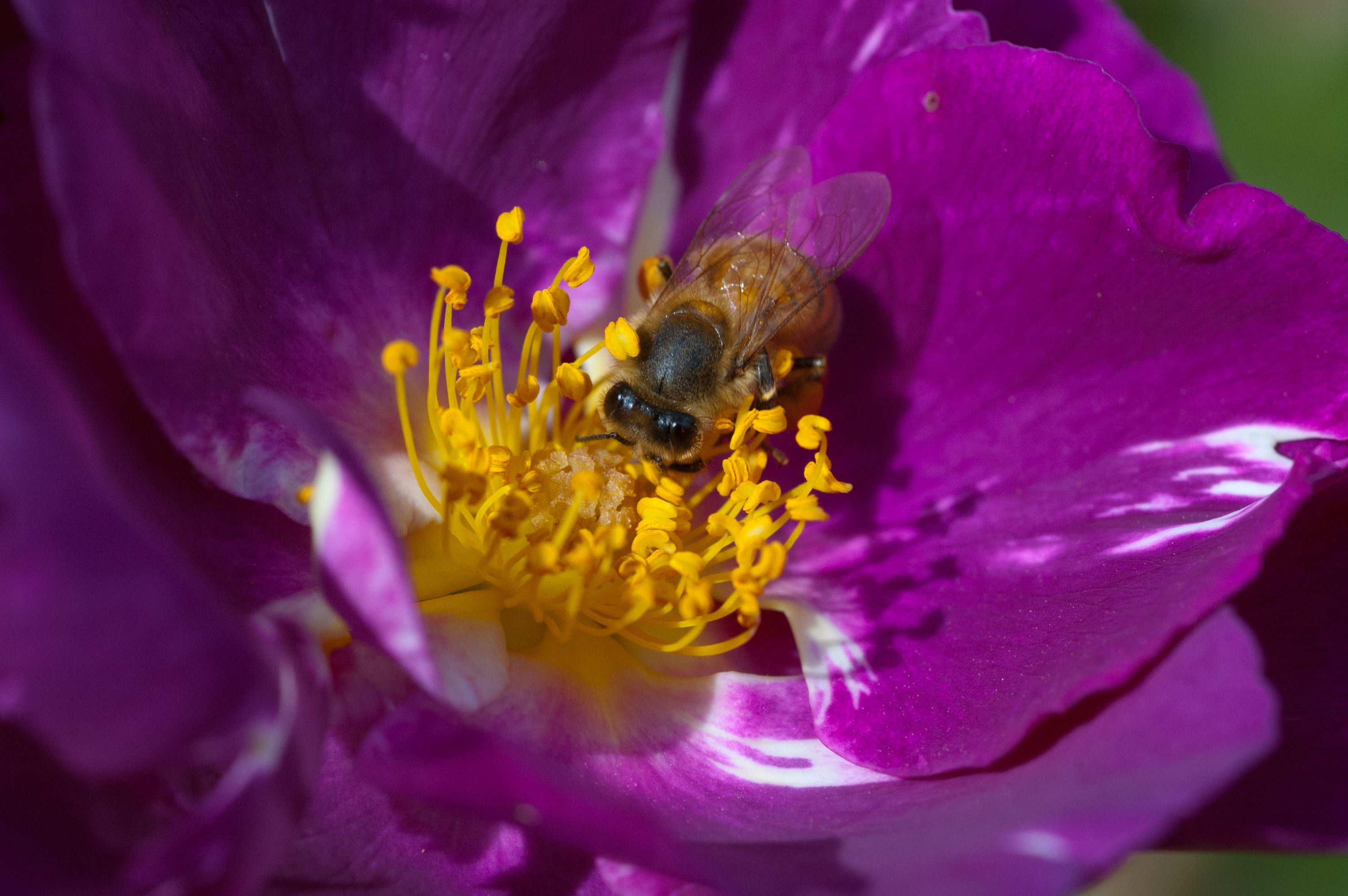 PCデスクトップに大きい, マクロ, 受粉, 花, 蜂画像を無料でダウンロード