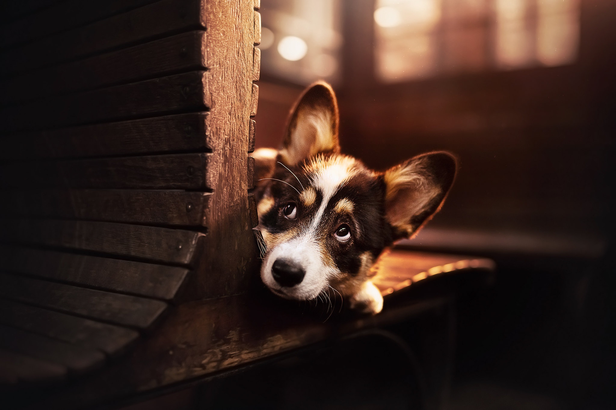 Téléchargez gratuitement l'image Animaux, Chiens, Chien sur le bureau de votre PC