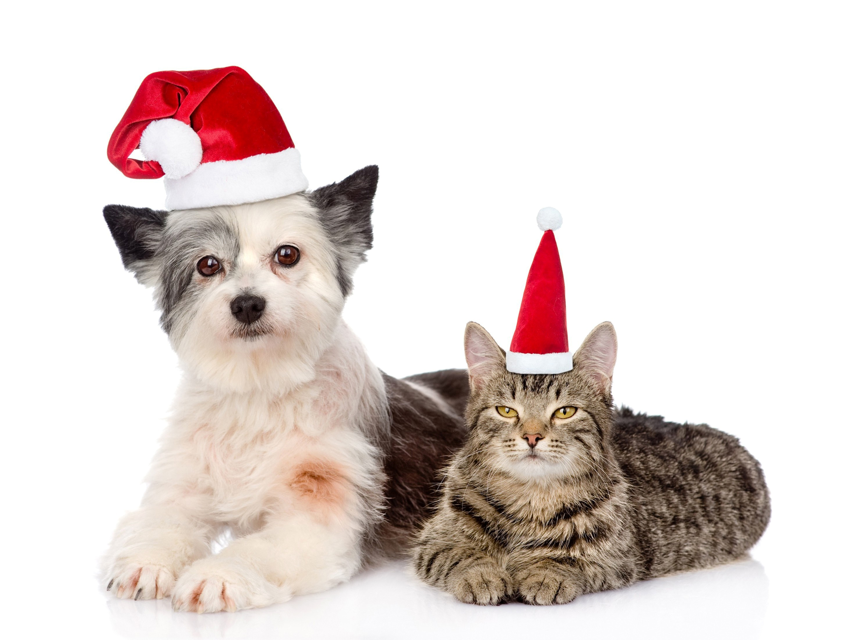 Baixar papel de parede para celular de Animais, Natal, Gato, Cão, Fofo, Gorro Do Papai Noel, Gato & Cão gratuito.