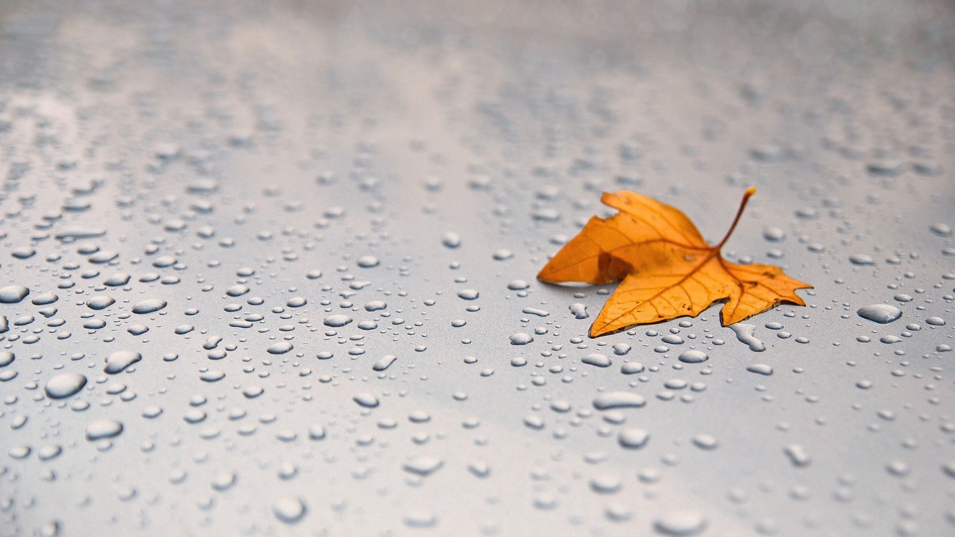 Download mobile wallpaper Macro, Sheet, Leaf, Drops, Surface, Maple for free.