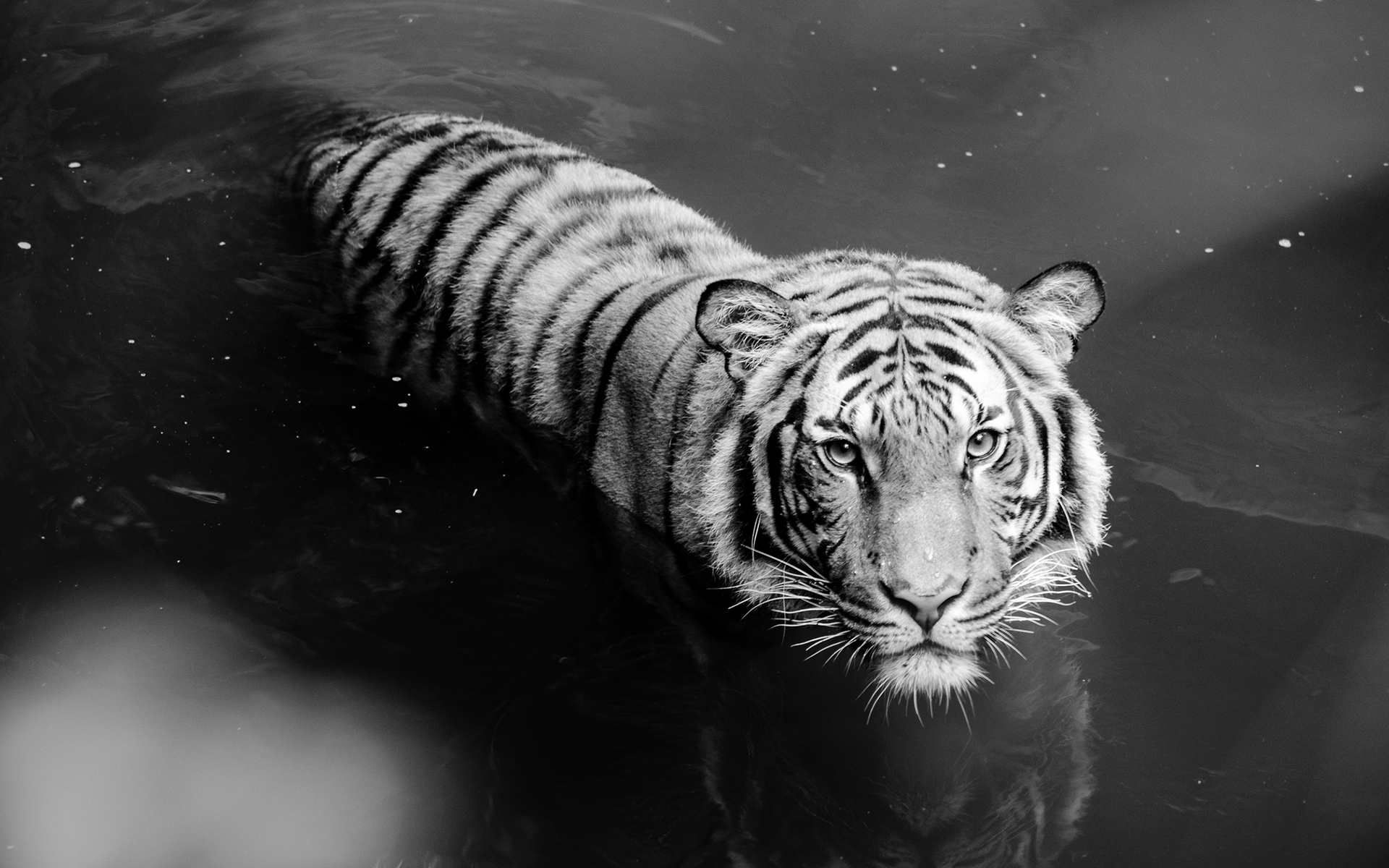 303789 завантажити картинку білий тигр, тварина, коти - шпалери і заставки безкоштовно