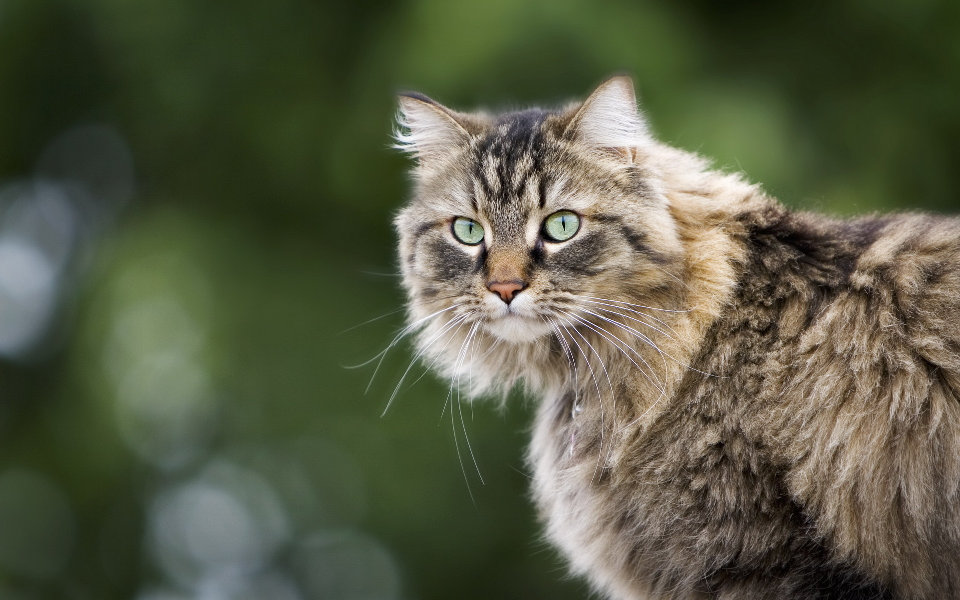 Handy-Wallpaper Tiere, Katze kostenlos herunterladen.