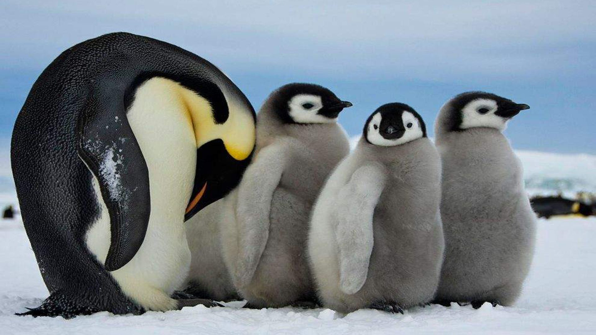 Download mobile wallpaper Bird, Animal, Penguin, Chick, Emperor Penguin for free.