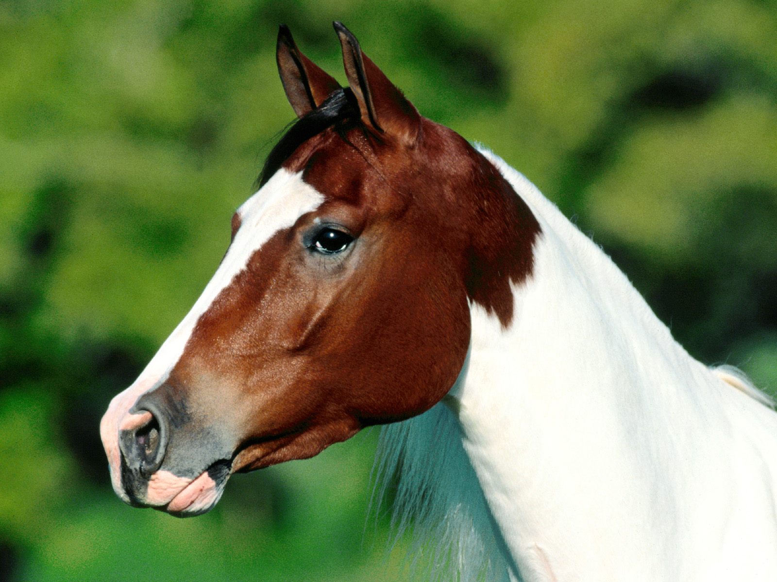 Téléchargez des papiers peints mobile Animaux, Cheval gratuitement.