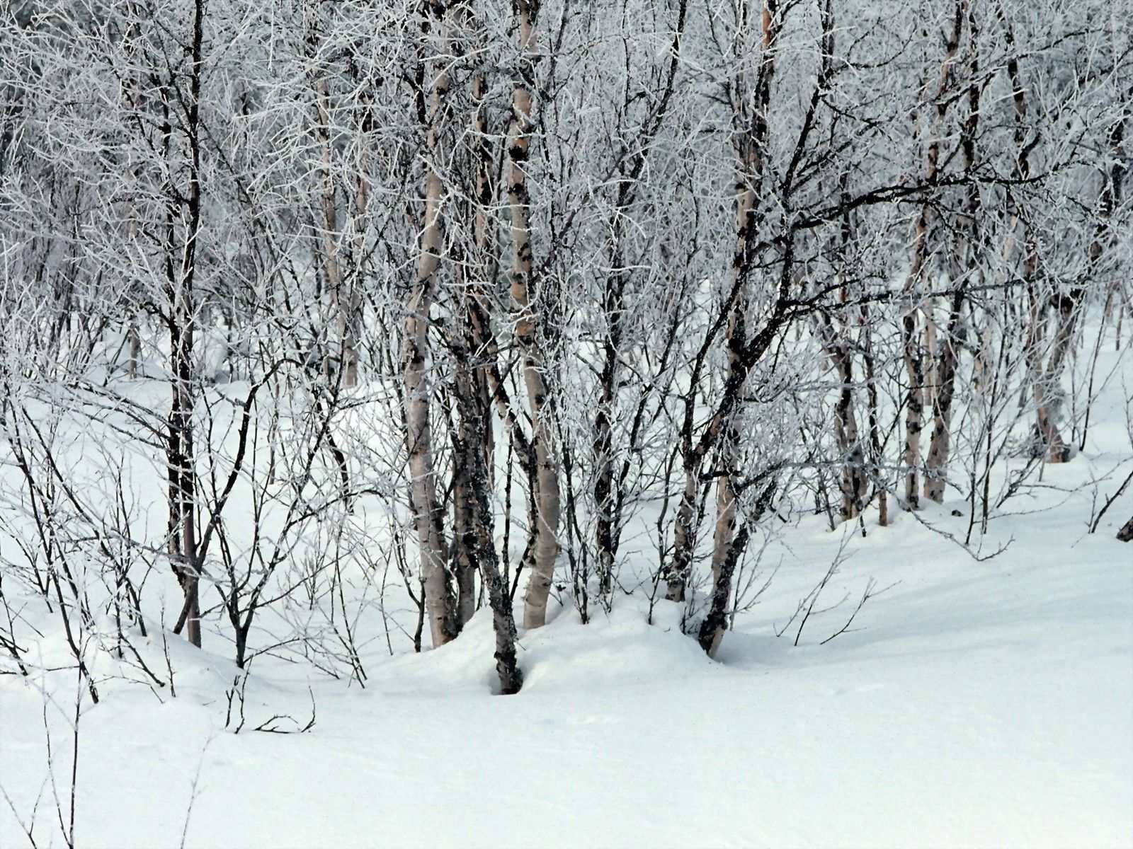 64188 скачать картинку белые, ветки, зима, природа, деревья, снег, сугробы - обои и заставки бесплатно