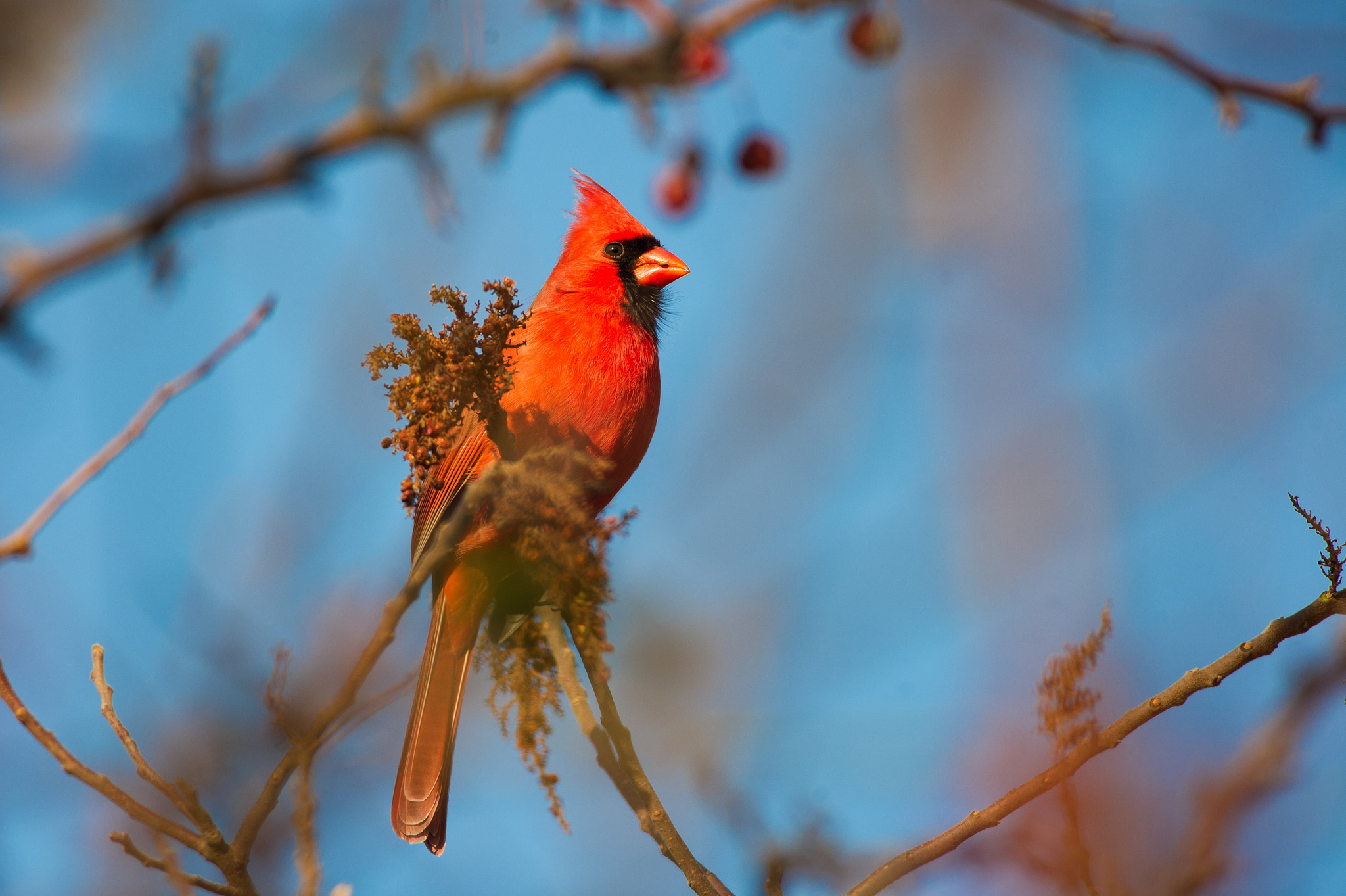 Laden Sie das Tiere, Vögel, Kardinal-Bild kostenlos auf Ihren PC-Desktop herunter
