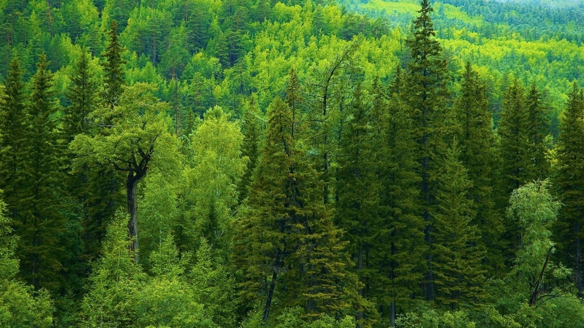 Free download wallpaper Forest, Earth on your PC desktop