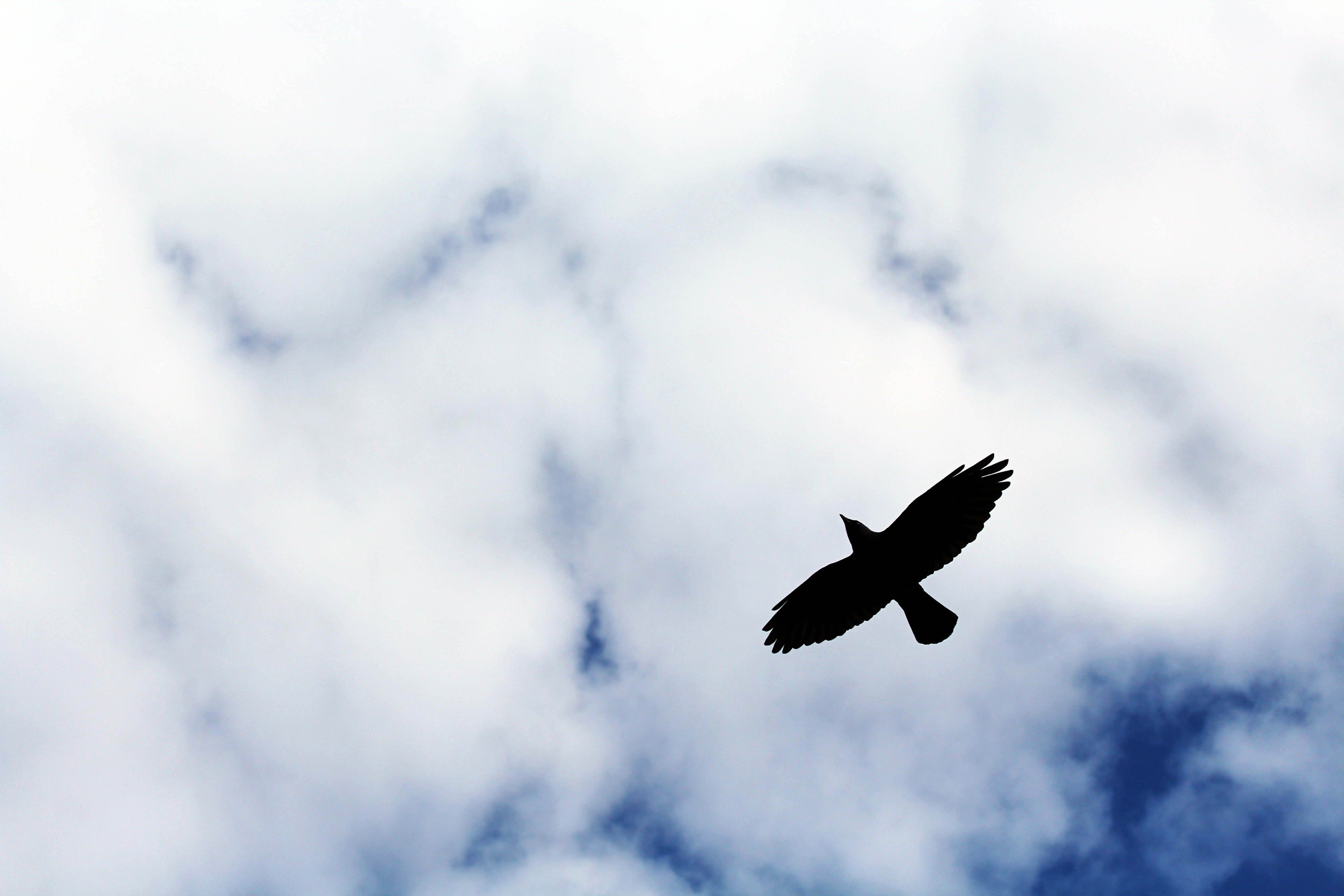 Laden Sie das Sky, Clouds, Flug, Silhouette, Vogel, Minimalismus-Bild kostenlos auf Ihren PC-Desktop herunter