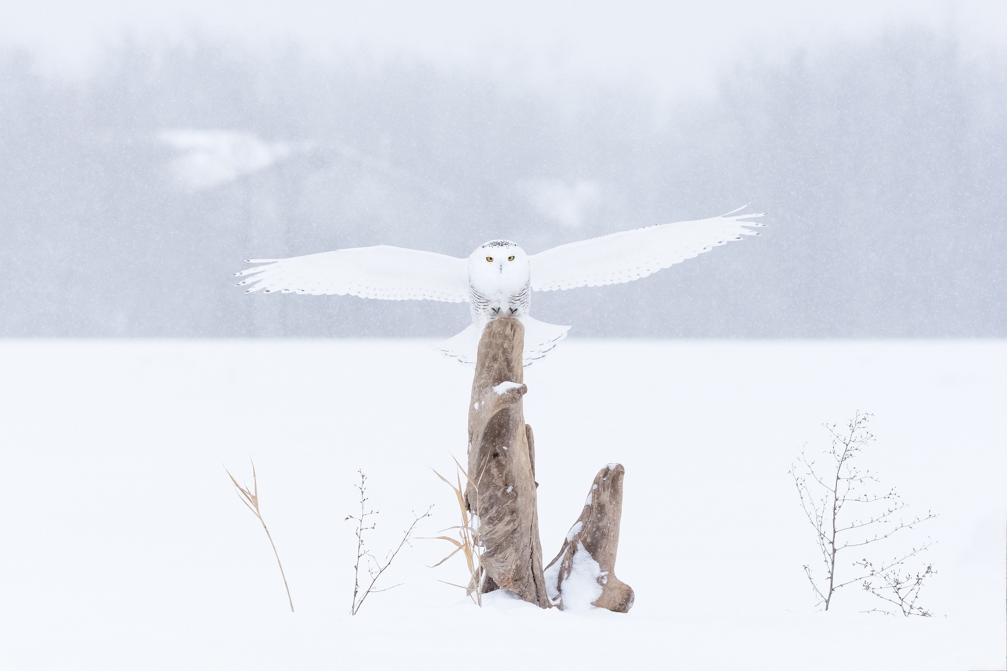 Laden Sie das Tiere, Winter, Vögel, Eule, Schnee, Vogel, Schnee Eule-Bild kostenlos auf Ihren PC-Desktop herunter