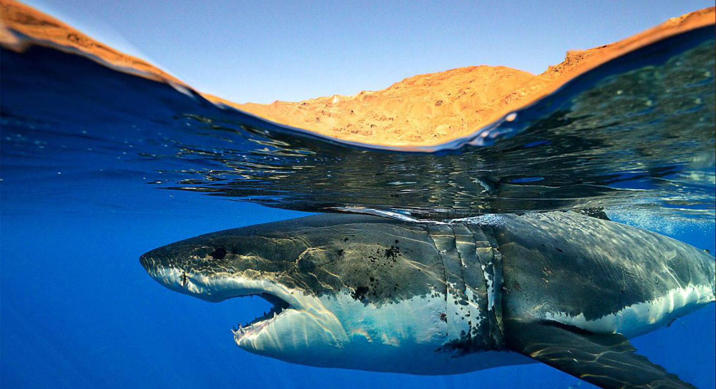 271796 descargar imagen tiburones, animales, tiburón, océano, mar: fondos de pantalla y protectores de pantalla gratis