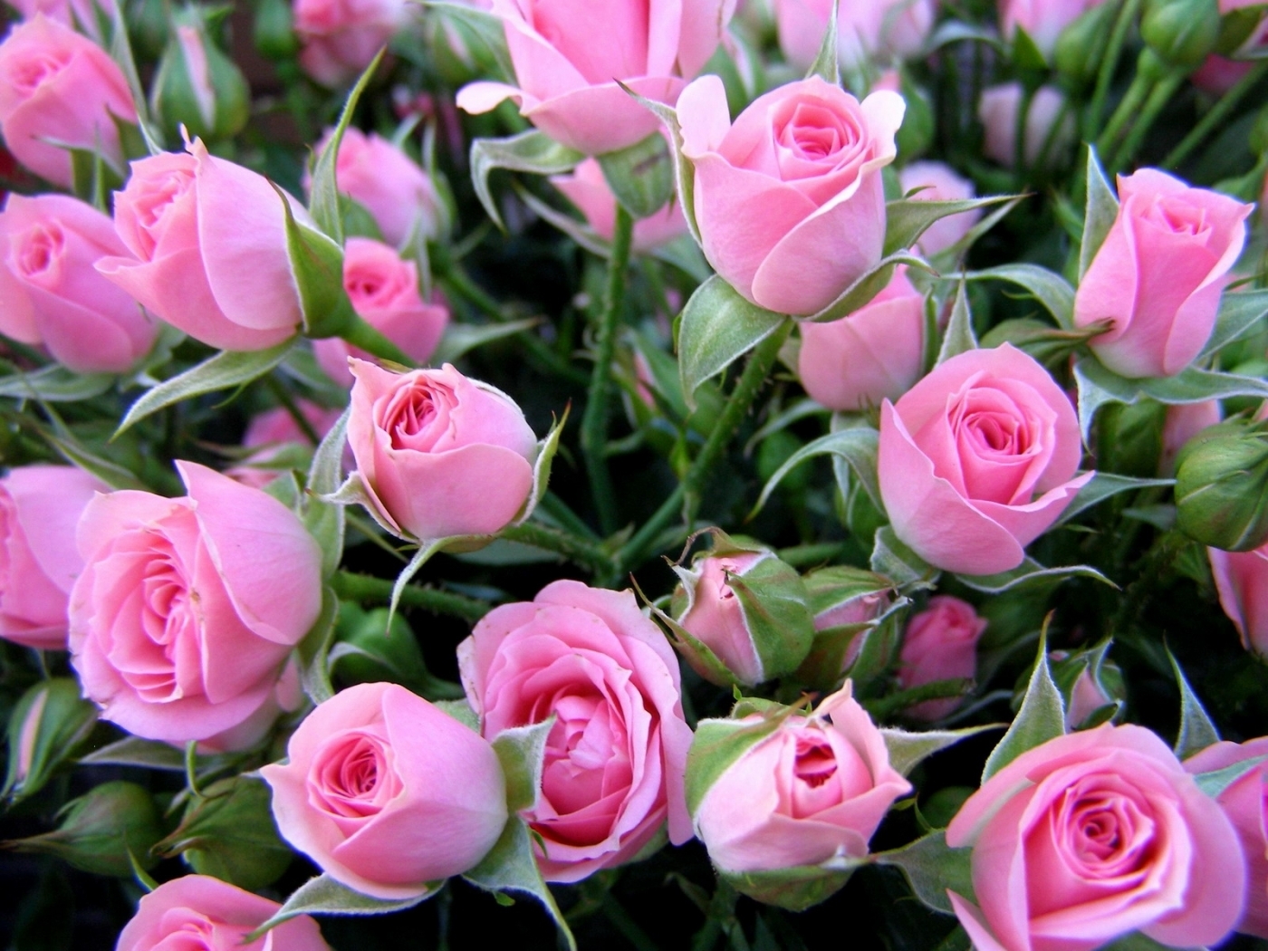 43692 descargar fondo de pantalla plantas, flores, roses: protectores de pantalla e imágenes gratis