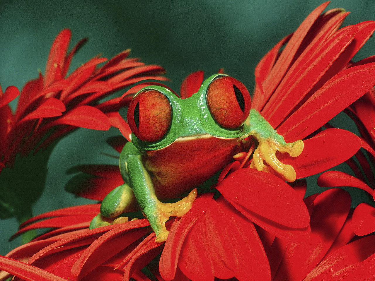 1434418 завантажити картинку тварина, червоноока деревна жаба, жаба - шпалери і заставки безкоштовно
