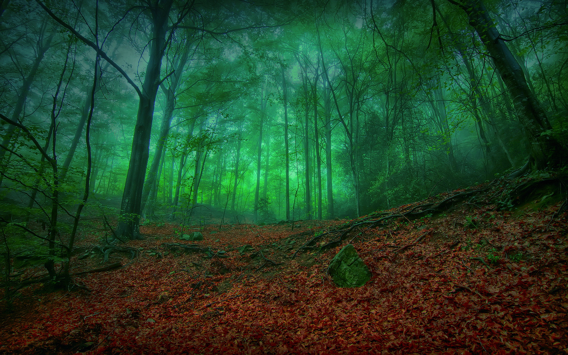 Free download wallpaper Forest, Earth on your PC desktop