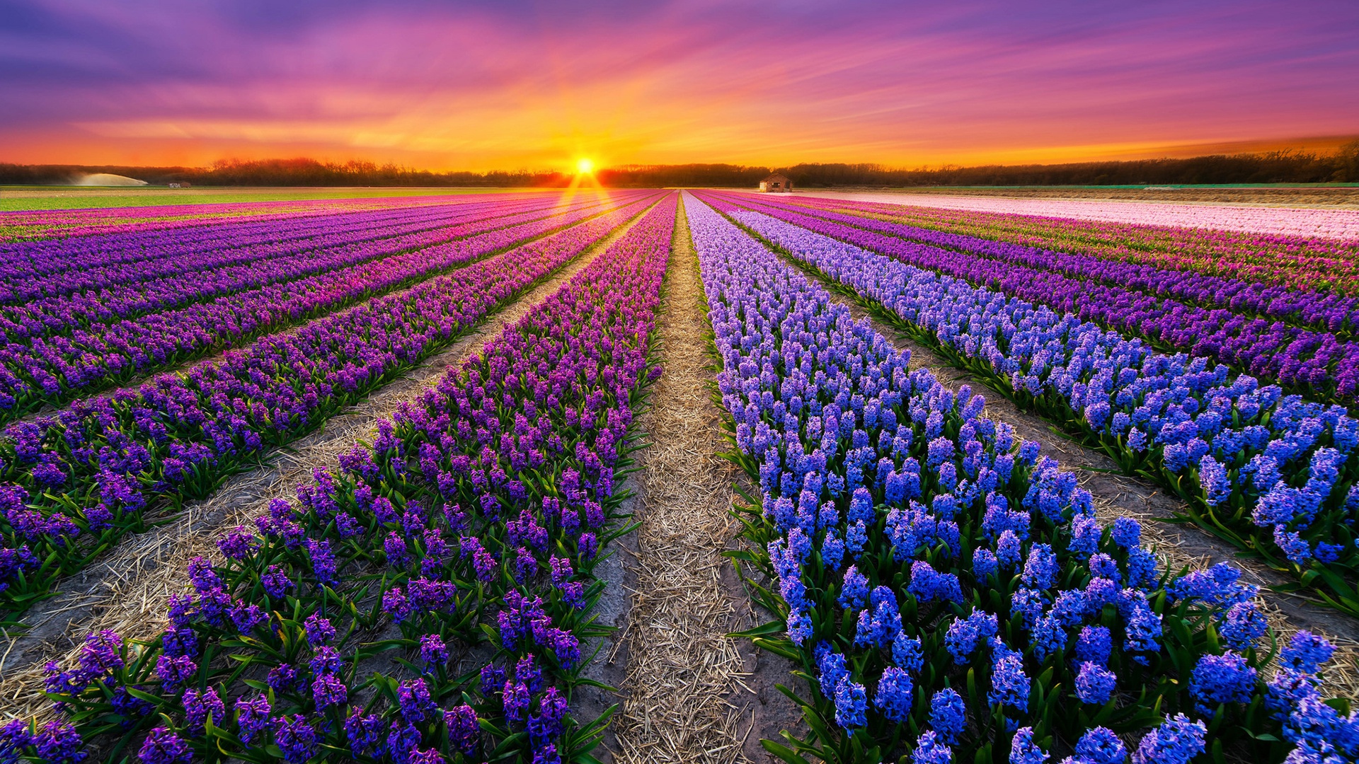 Free download wallpaper Summer, Hyacinth, Flower, Sunrise, Earth, Field, Purple Flower, Blue Flower on your PC desktop