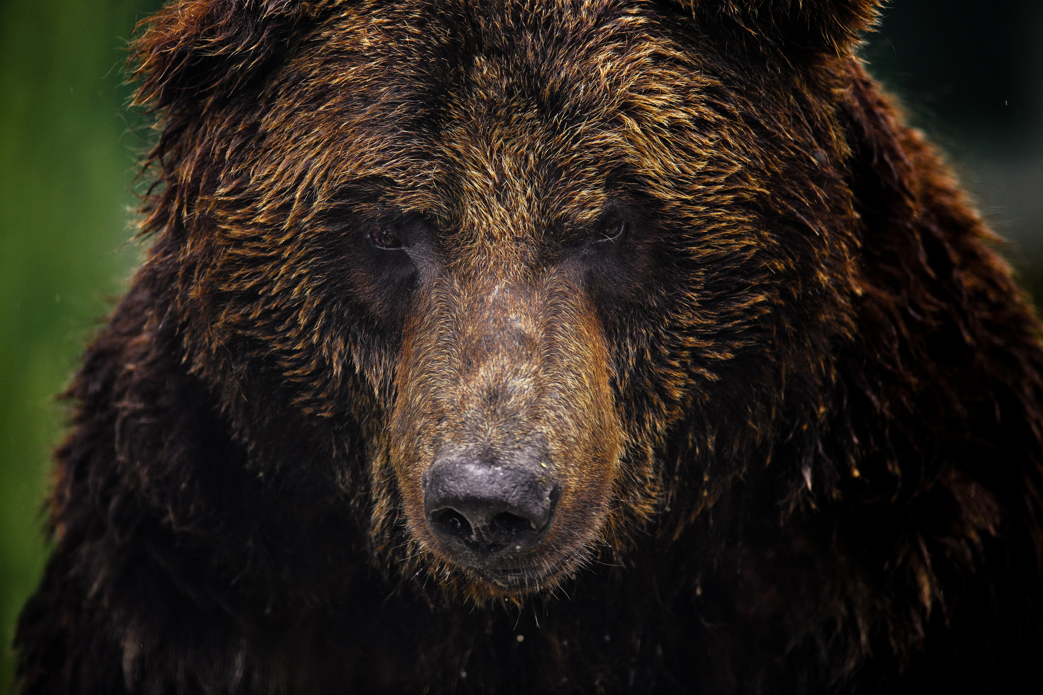 390745 télécharger le fond d'écran grizzli, animaux, fermer, visage, ours - économiseurs d'écran et images gratuitement