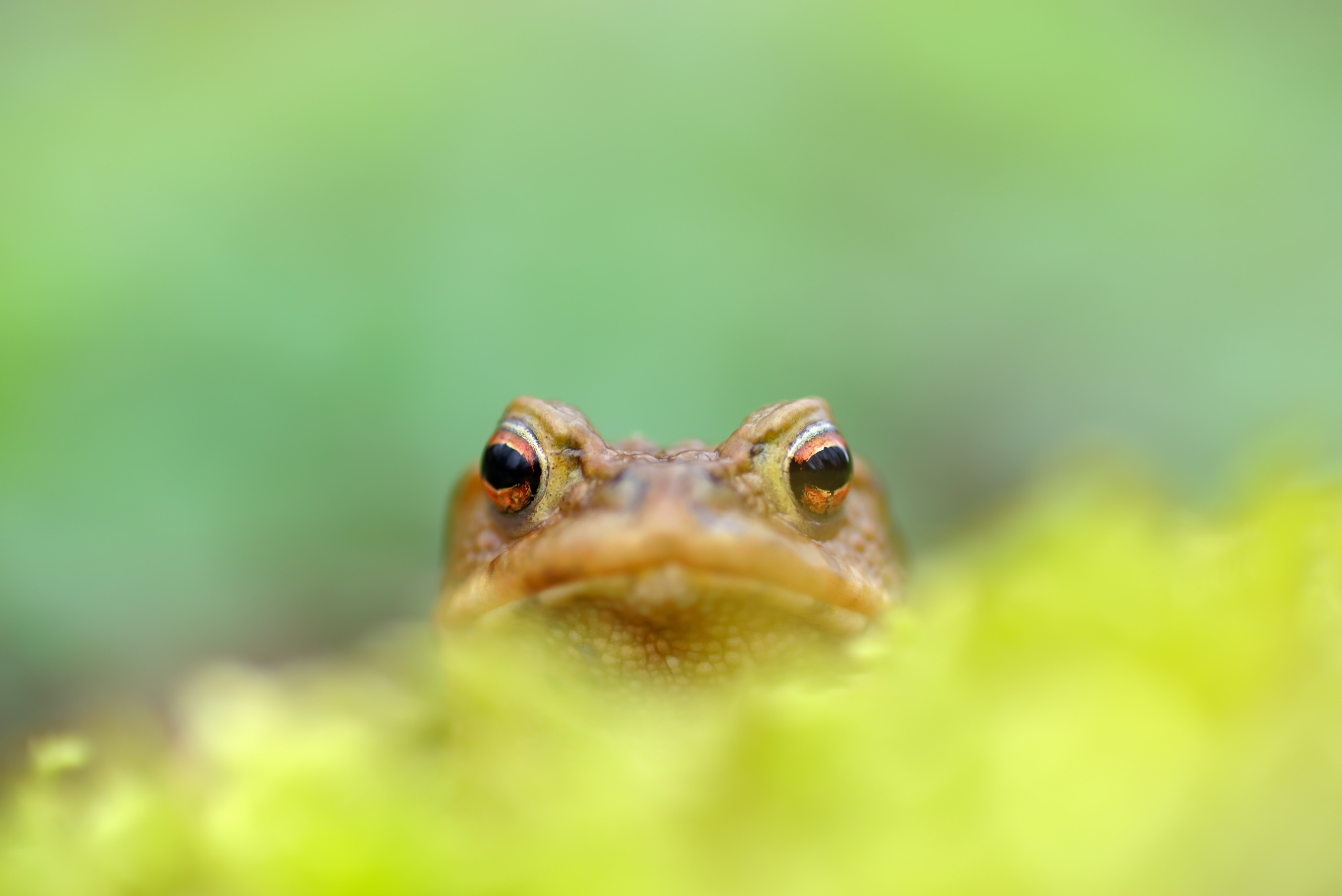 Download mobile wallpaper Frogs, Animal, Frog, Amphibian, Stare for free.