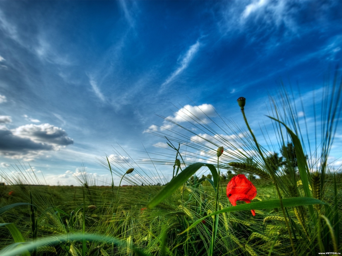 Free download wallpaper Plants, Landscape, Sky, Clouds, Fields on your PC desktop