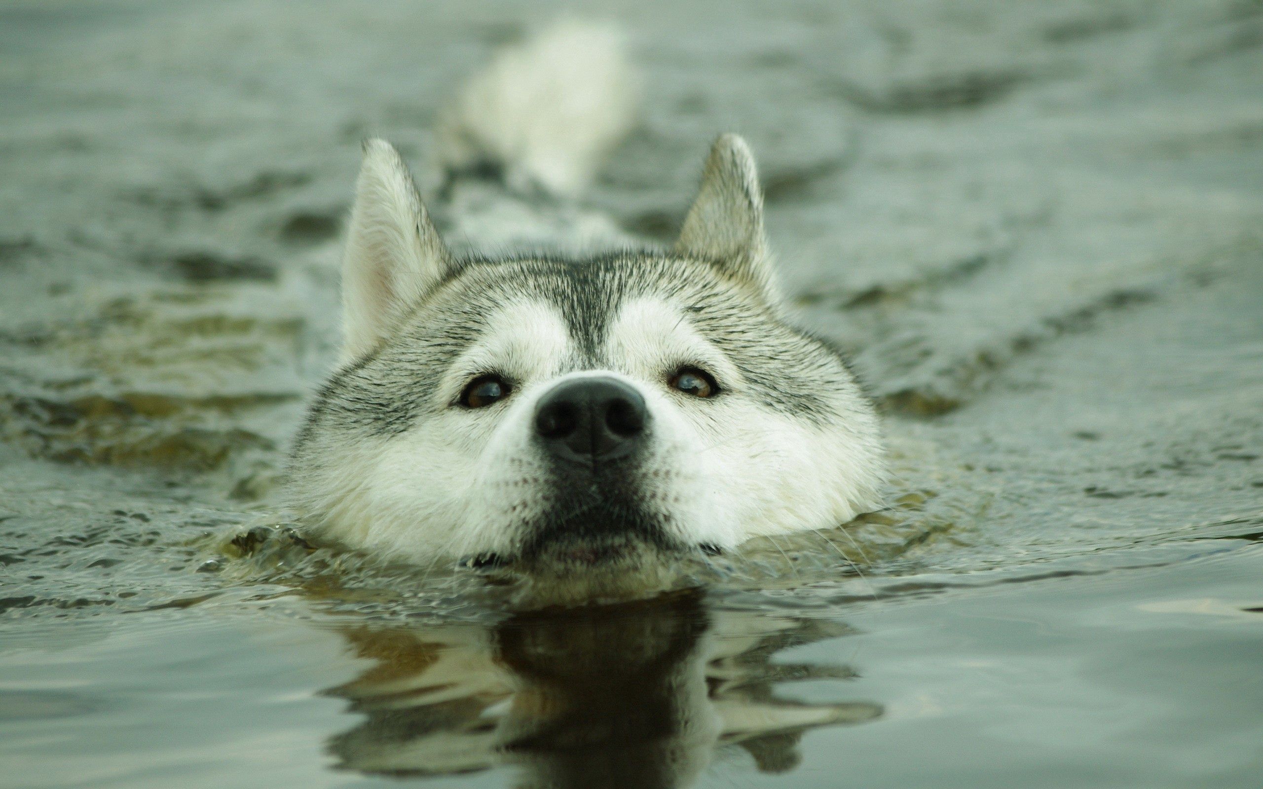 Free download wallpaper Animals, Muzzle, Water, Dog on your PC desktop