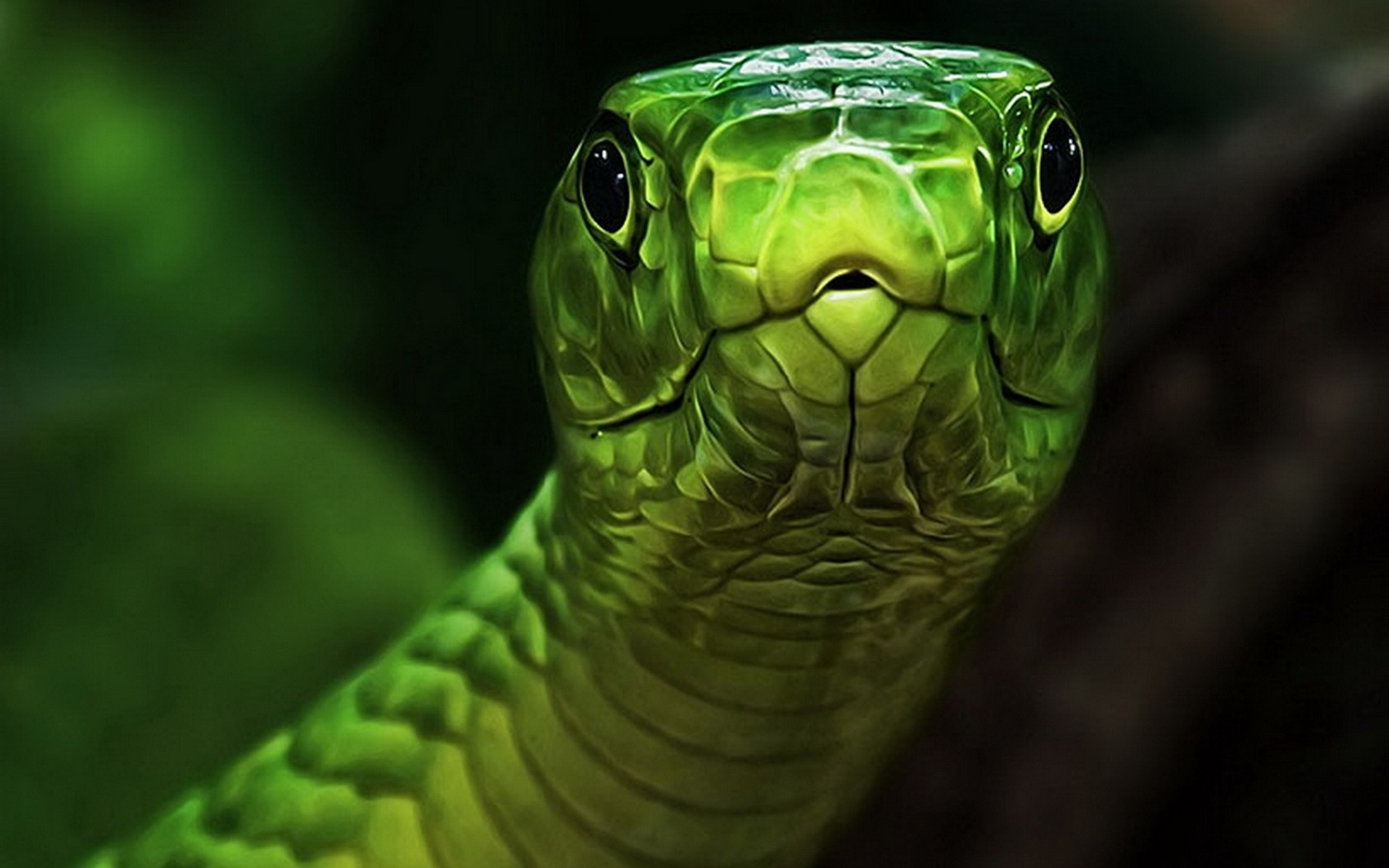 無料モバイル壁紙動物, 蛇をダウンロードします。