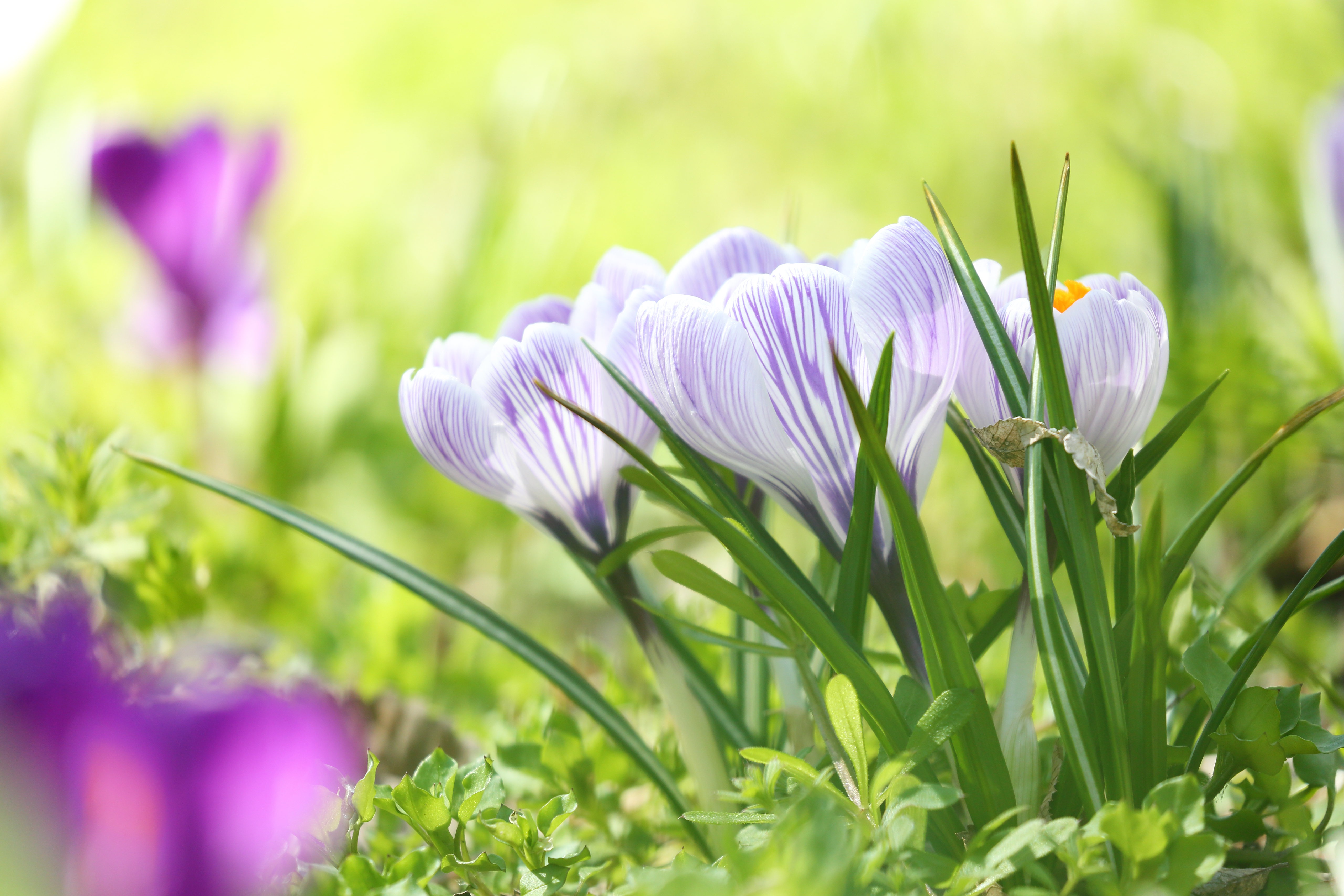 Laden Sie das Blumen, Blume, Makro, Frühling, Krokus, Erde/natur-Bild kostenlos auf Ihren PC-Desktop herunter