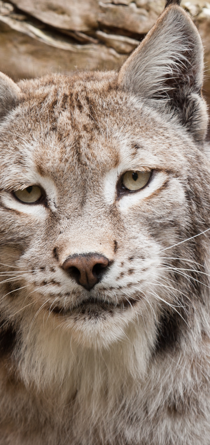 Handy-Wallpaper Tiere, Katzen, Luchs kostenlos herunterladen.