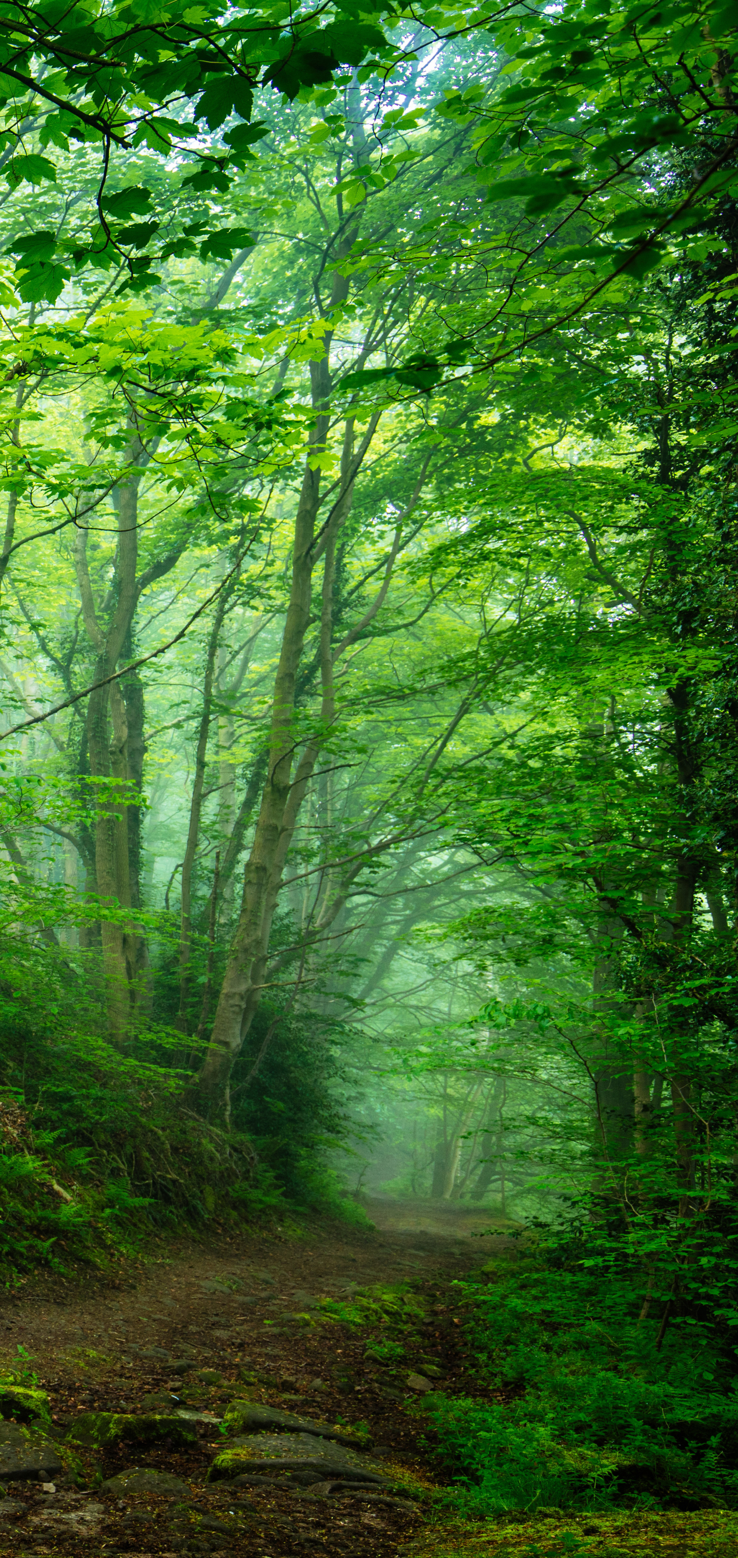 Téléchargez des papiers peints mobile Forêt, Verdure, Terre/nature gratuitement.