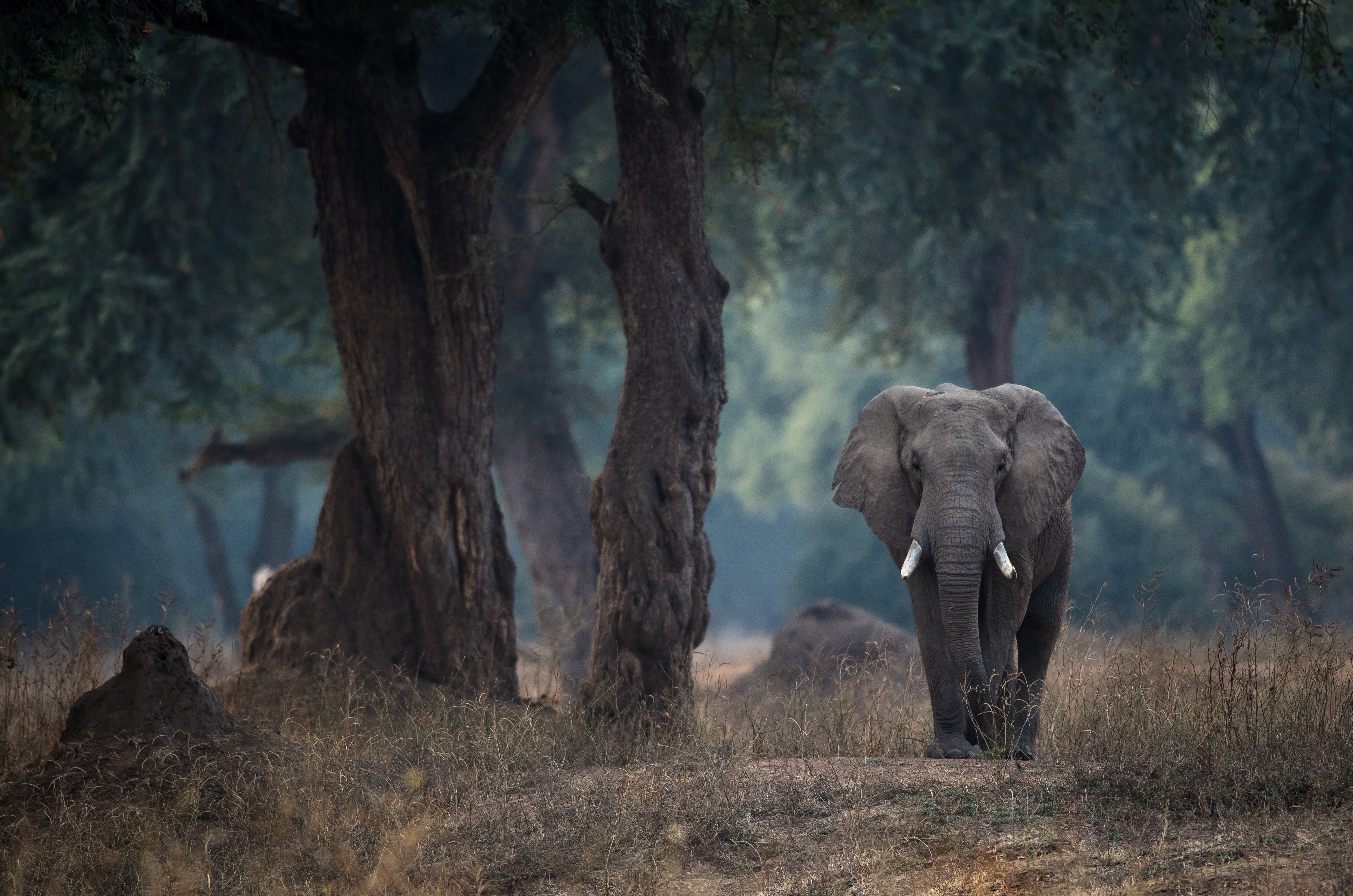 Скачати мобільні шпалери Слони, Тварина, Африканський Чагарниковий Слон, Глибина Різкості безкоштовно.