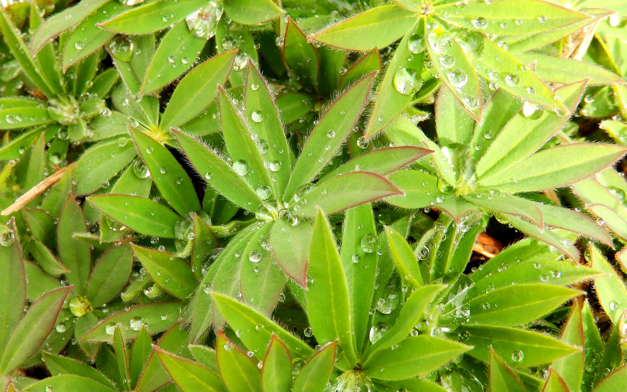 Download mobile wallpaper Nature, Plant, Leaf, Earth, Water Drop for free.
