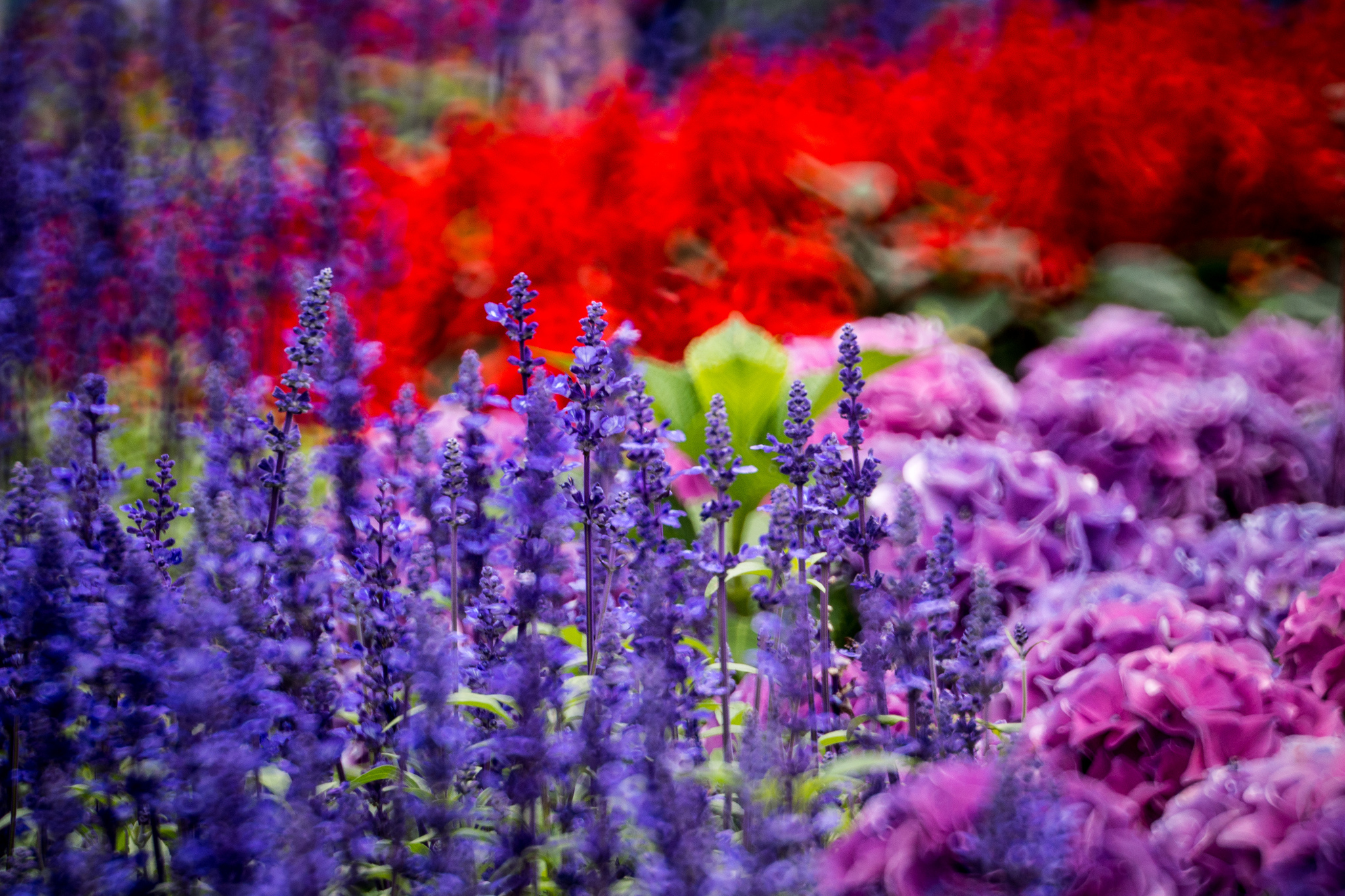 Téléchargez gratuitement l'image Fleurs, Fleur, Terre/nature sur le bureau de votre PC