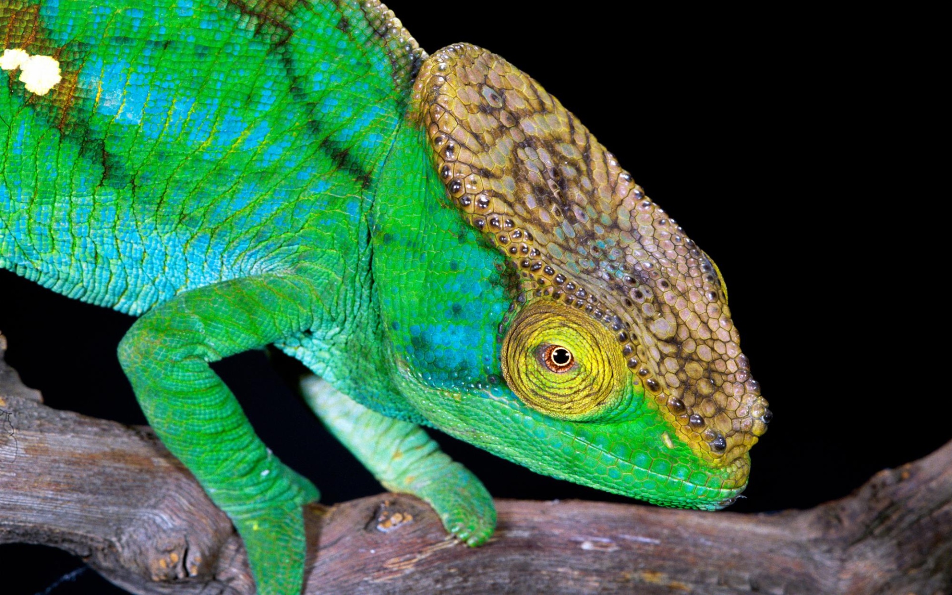 Free download wallpaper Chameleon, Lizard, Reptiles, Animal on your PC desktop