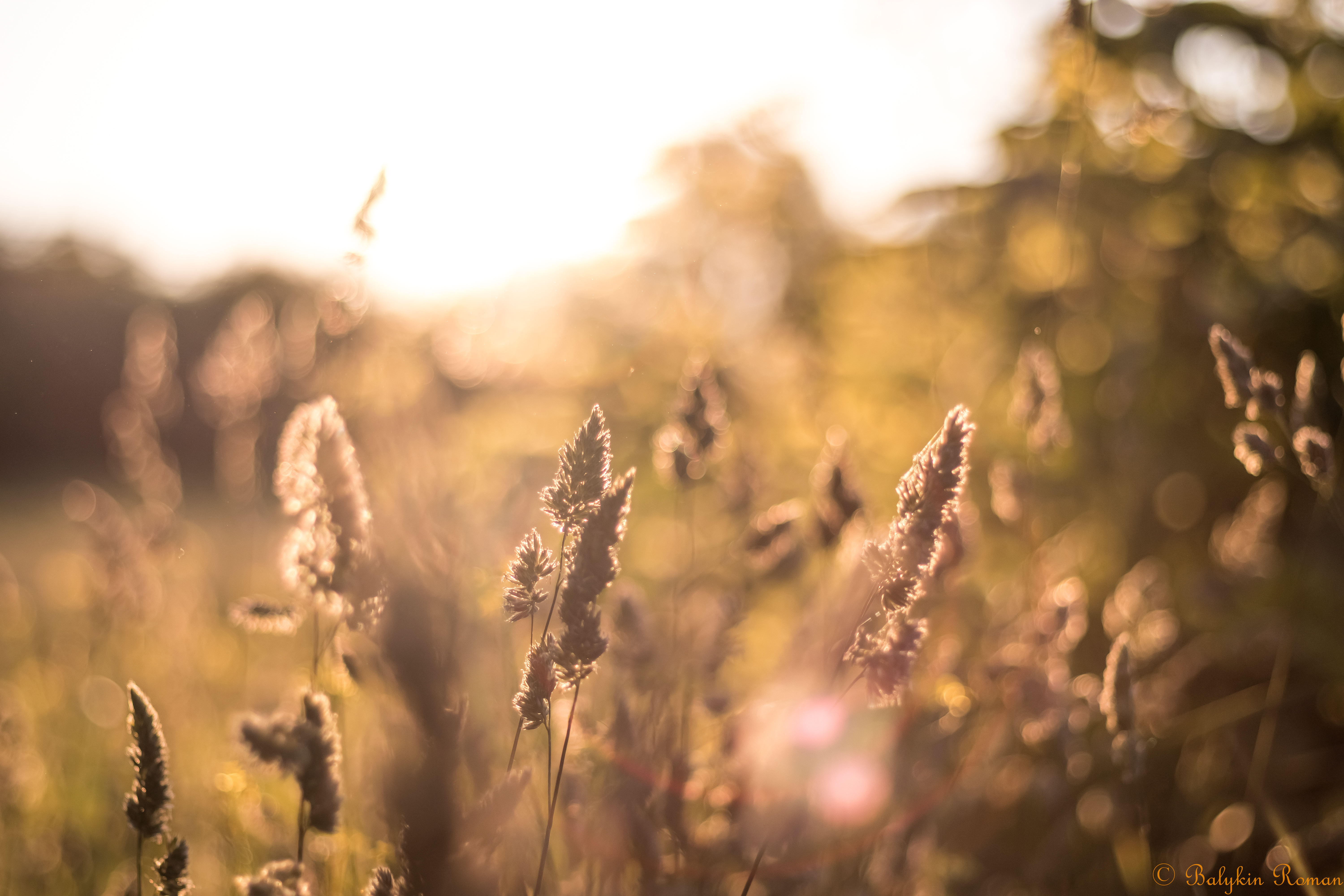 Handy-Wallpaper Gras, Erde/natur kostenlos herunterladen.