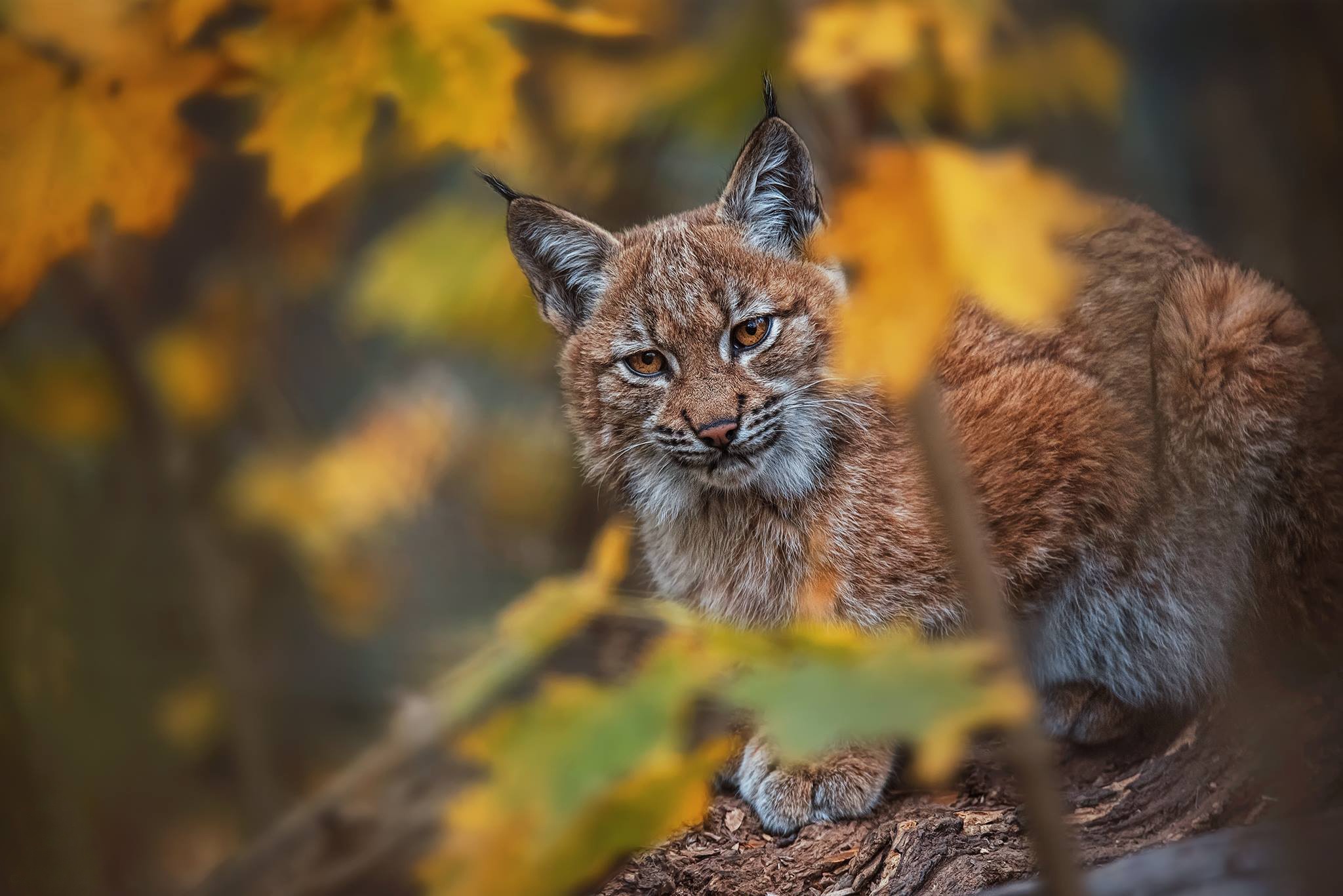 Download mobile wallpaper Lynx, Cats, Animal for free.