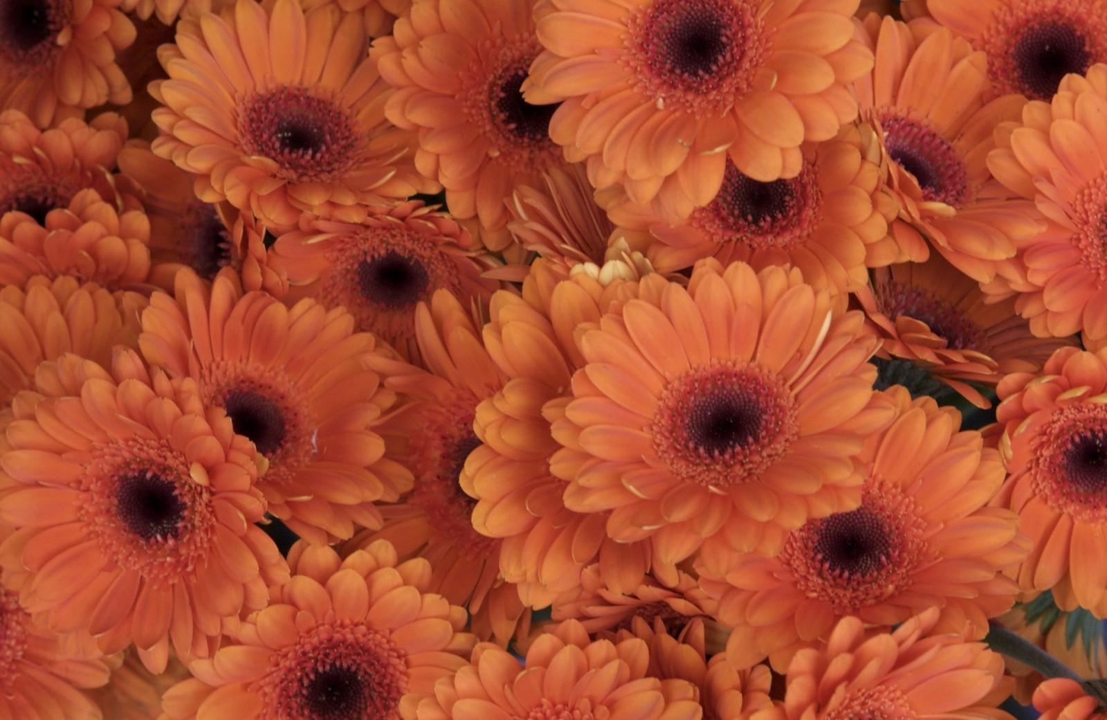 Download mobile wallpaper Close Up, Flowers, Gerberas for free.