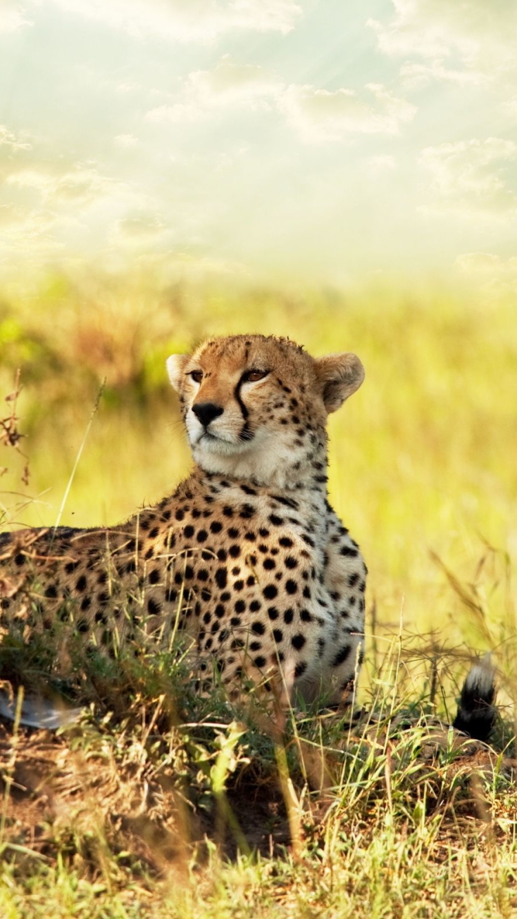 Download mobile wallpaper Cats, Cheetah, Animal for free.