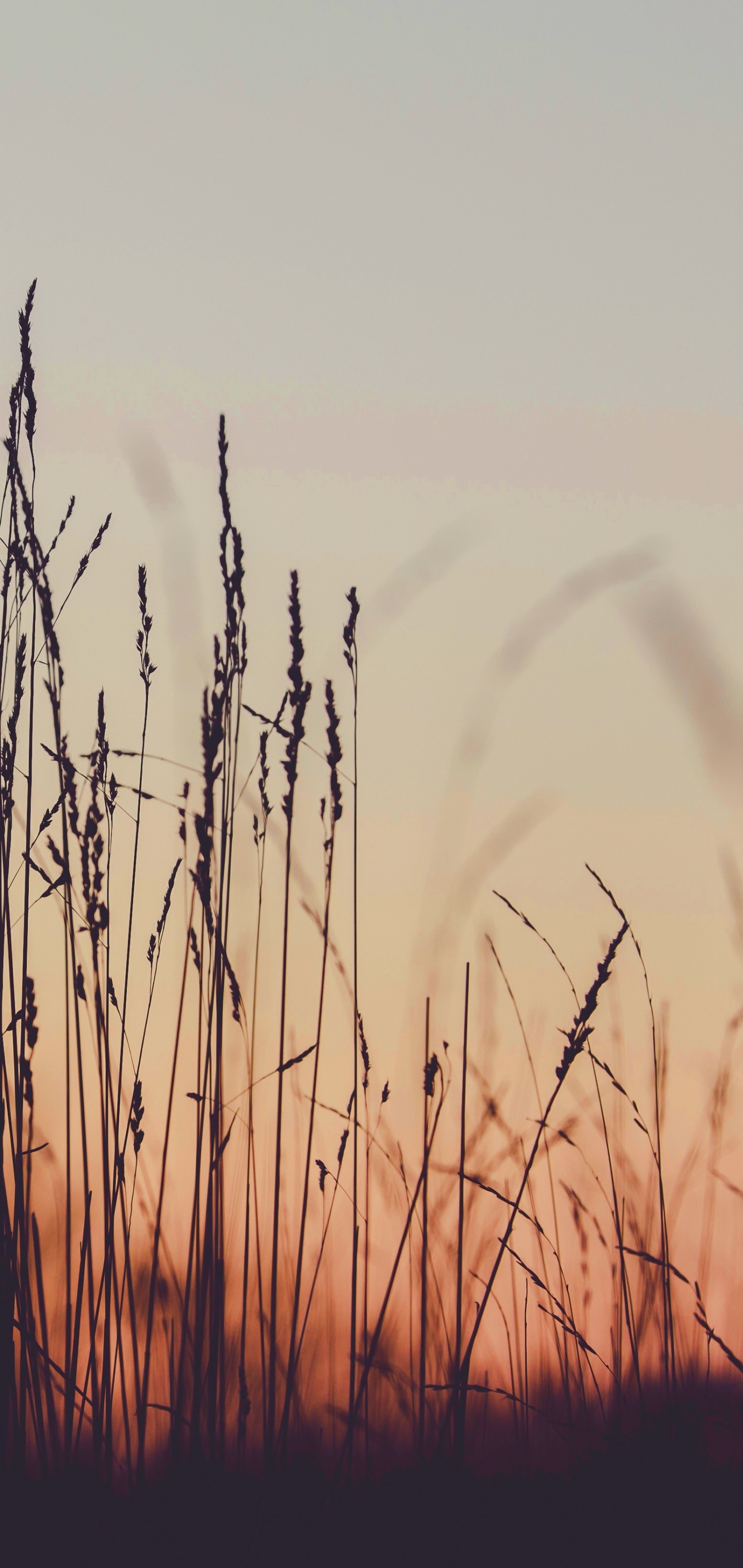 Download mobile wallpaper Sunset, Grass, Earth, Depth Of Field for free.