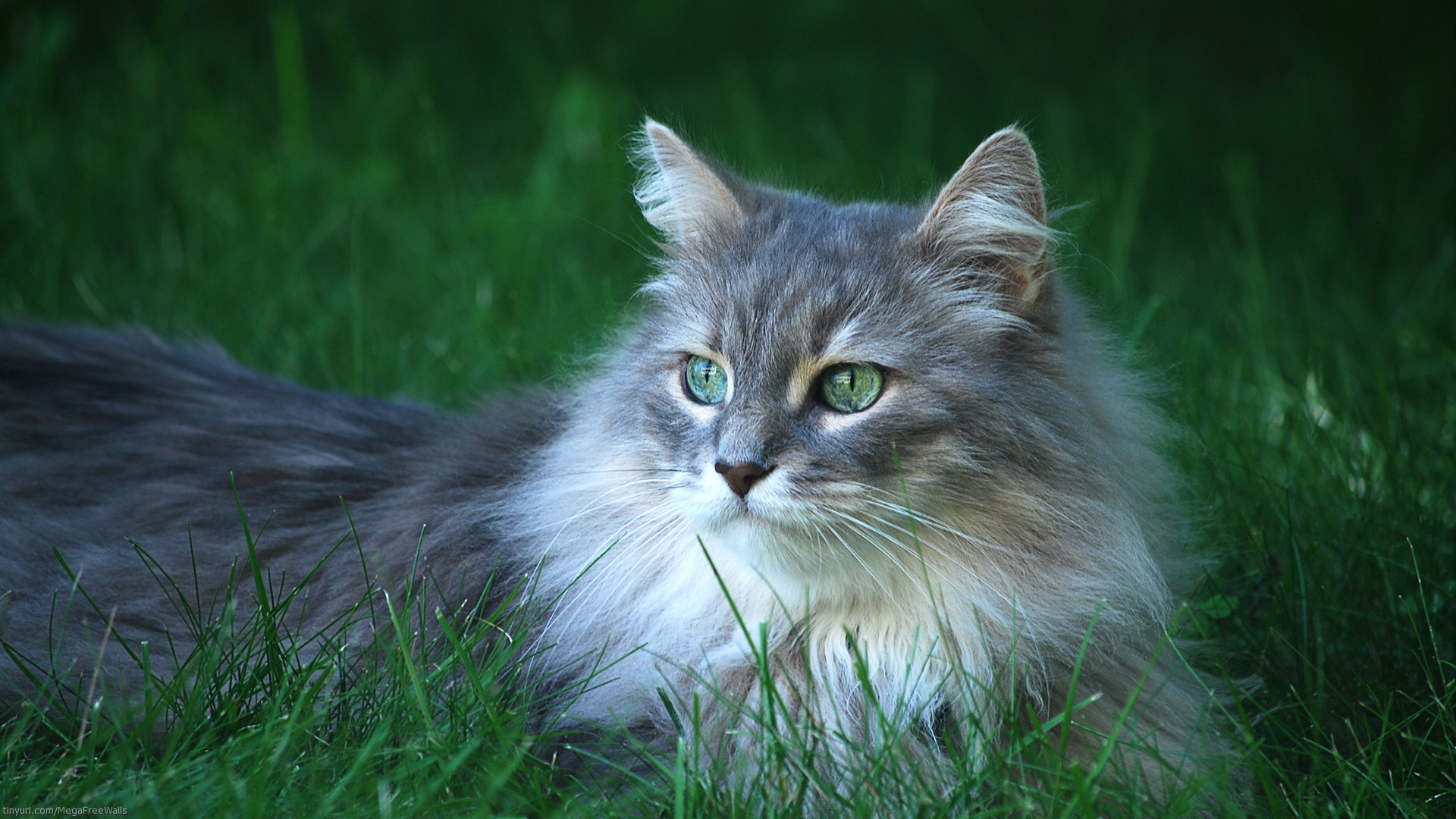 Téléchargez gratuitement l'image Animaux, Chat sur le bureau de votre PC