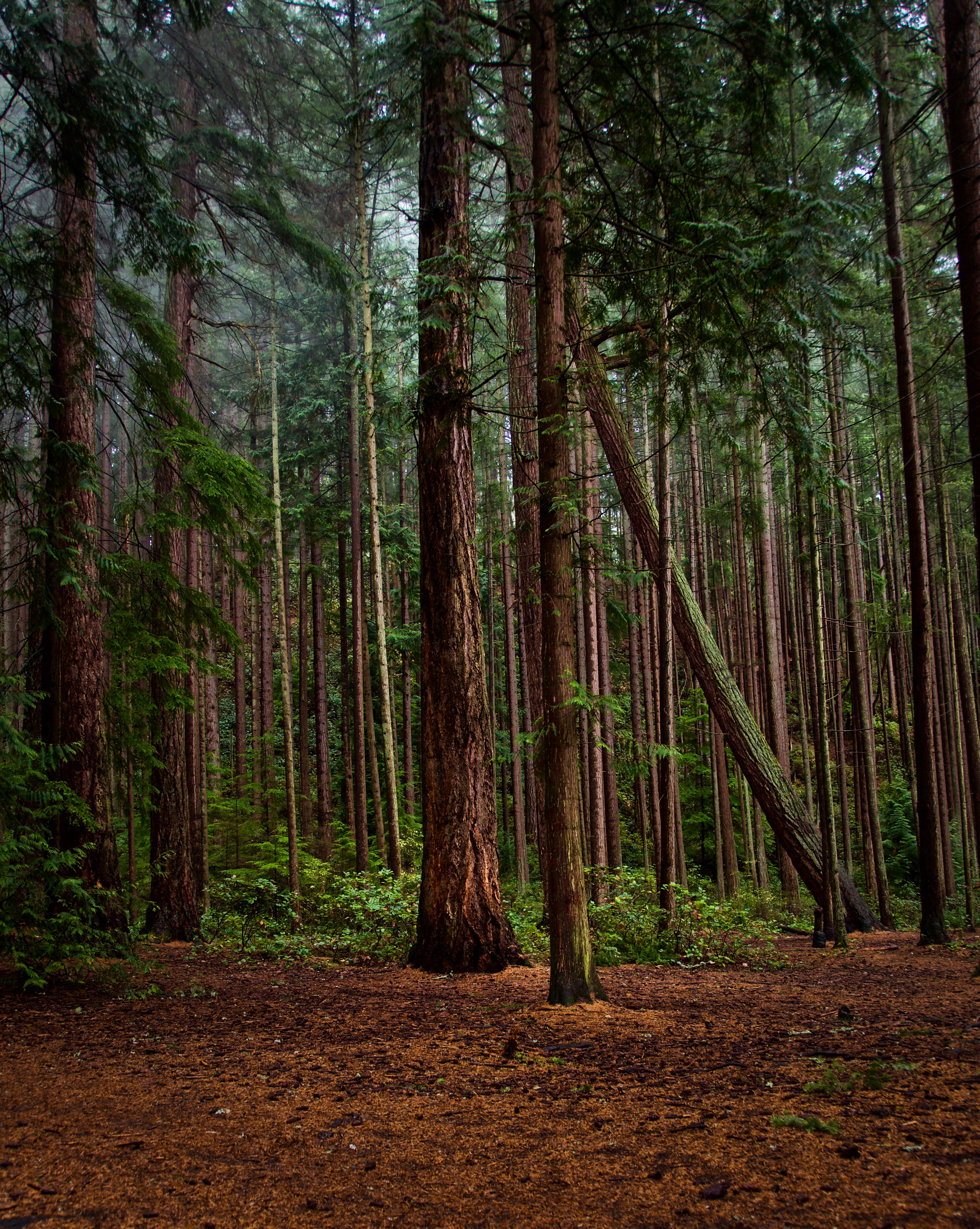 Laden Sie das Natur, Kiefer, Bush, Wald-Bild kostenlos auf Ihren PC-Desktop herunter