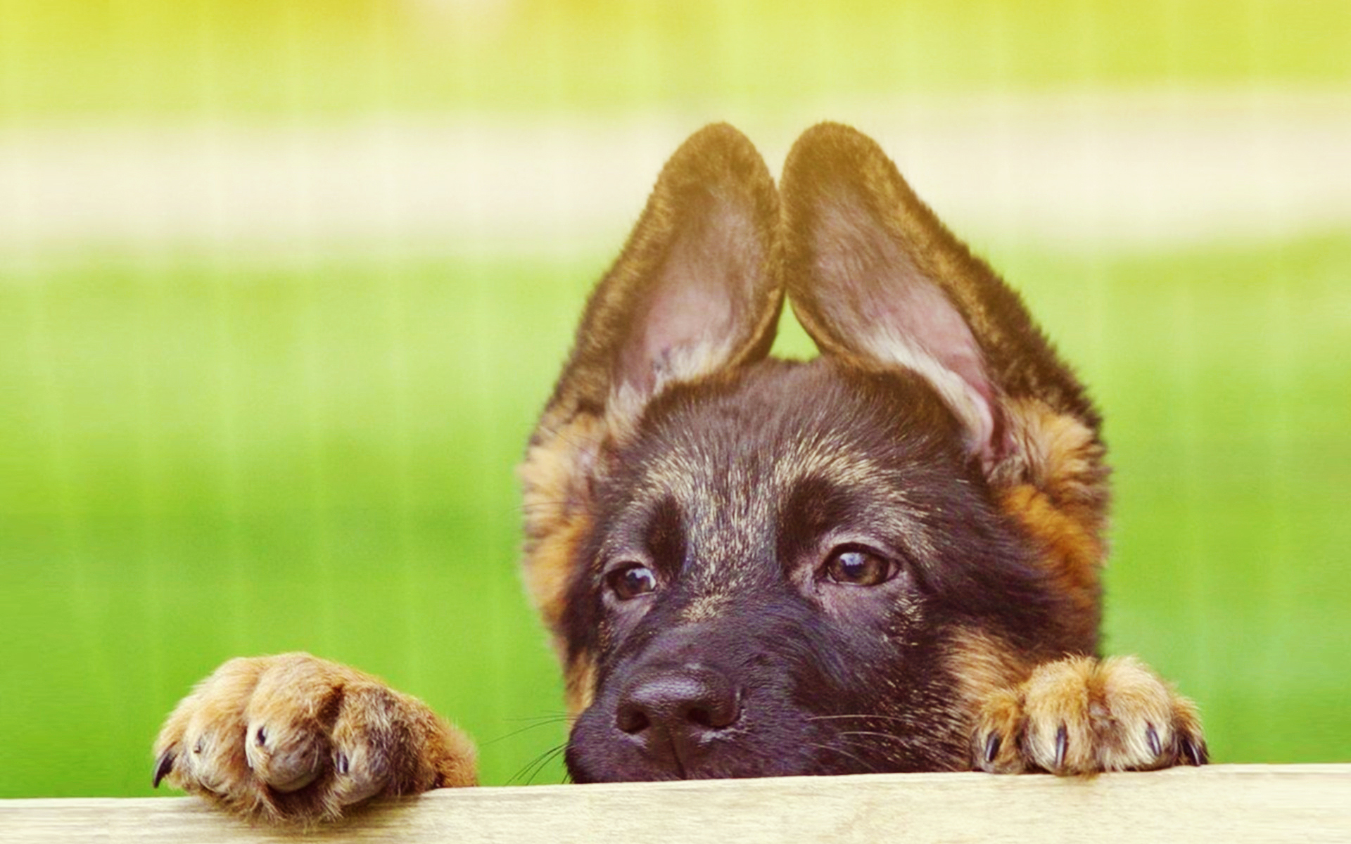 Free download wallpaper Dogs, Dog, Animal, Puppy, German Shepherd on your PC desktop