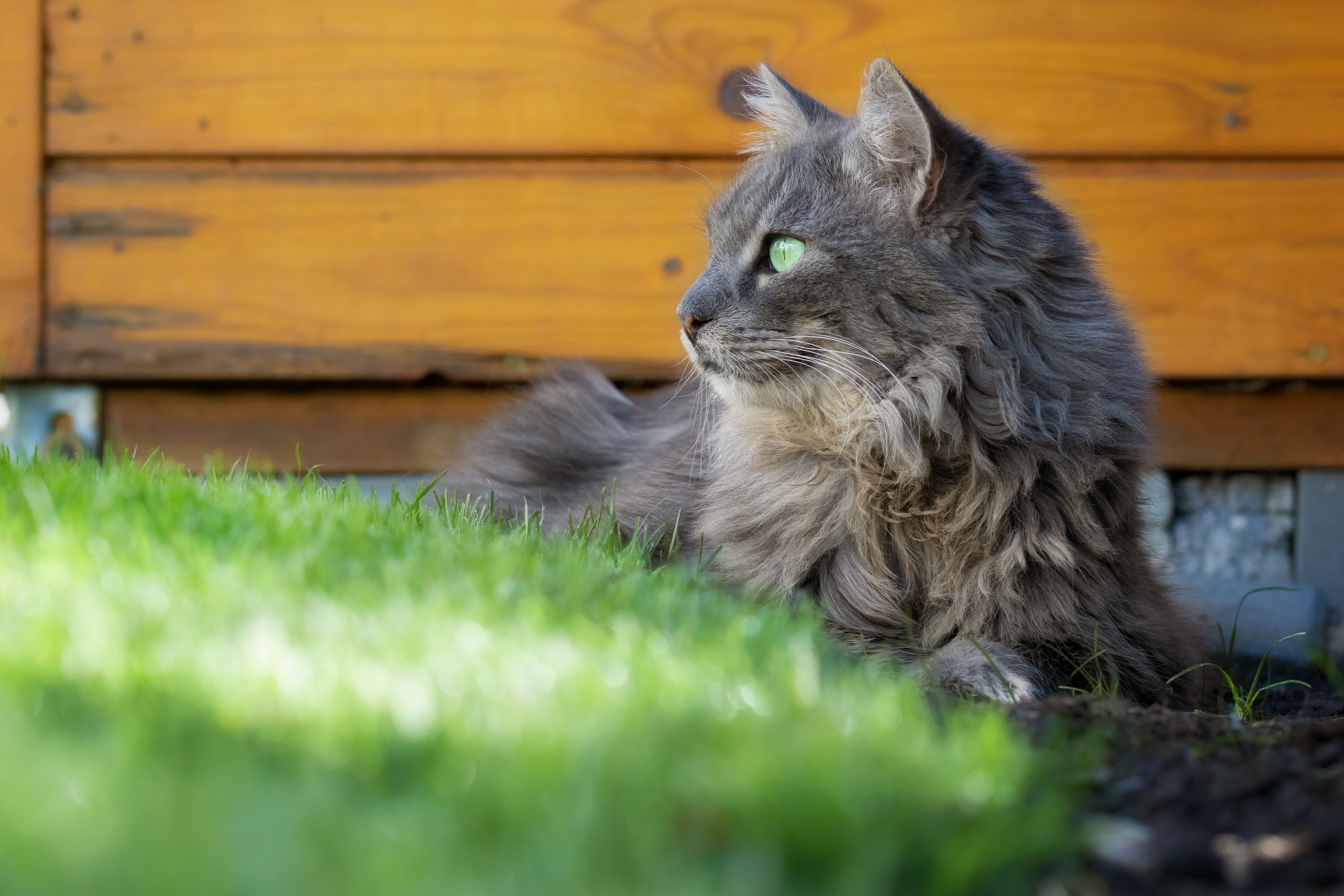 Baixar papel de parede para celular de Animais, Gatos, Gato gratuito.