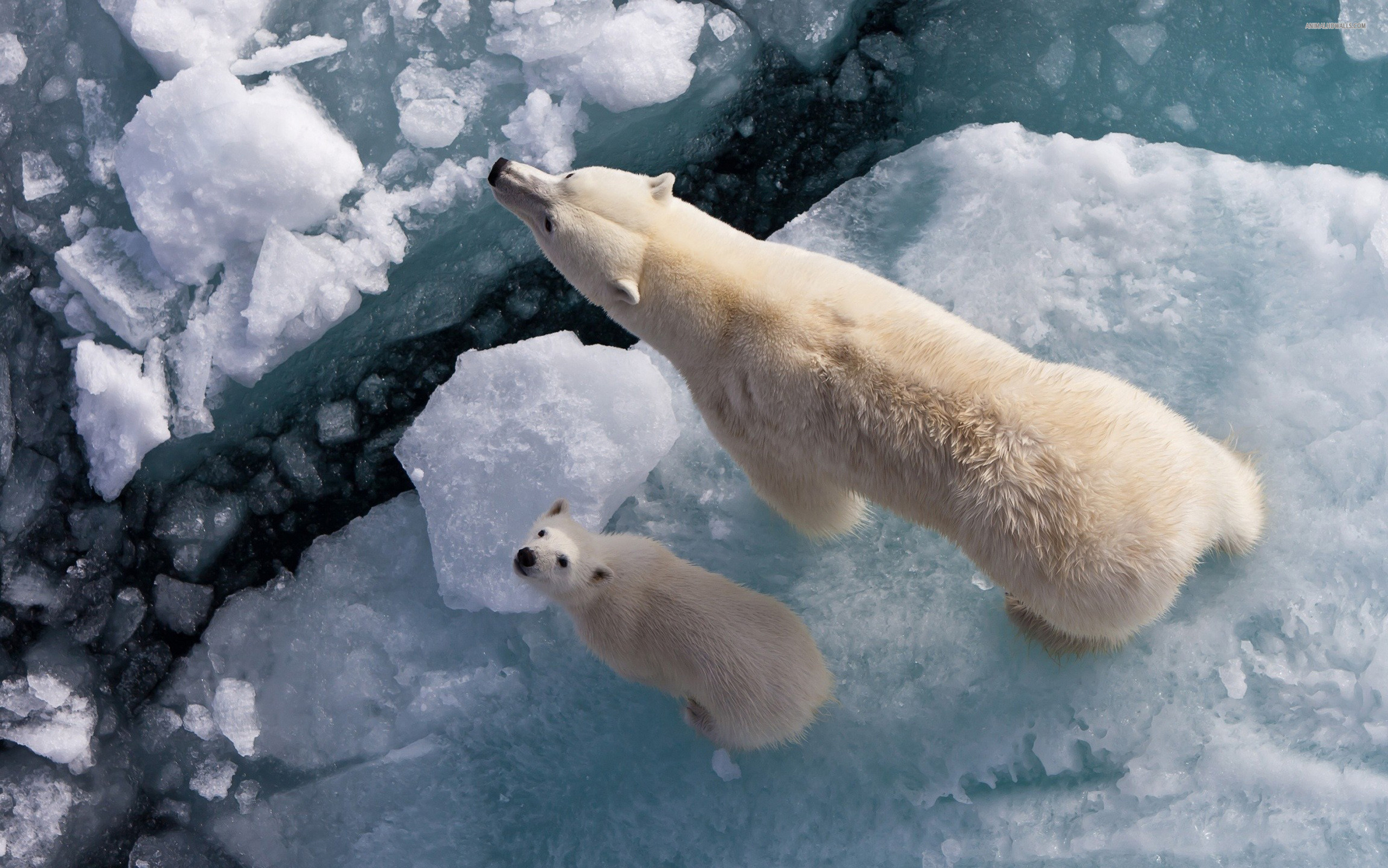 313555 descargar imagen animales, oso polar, osos: fondos de pantalla y protectores de pantalla gratis