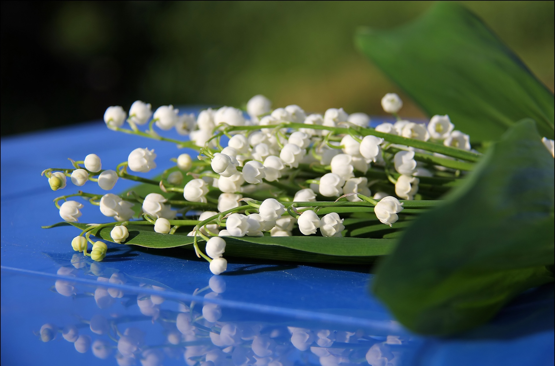 Free download wallpaper Flowers, Lily Of The Valley, Flower, Earth on your PC desktop