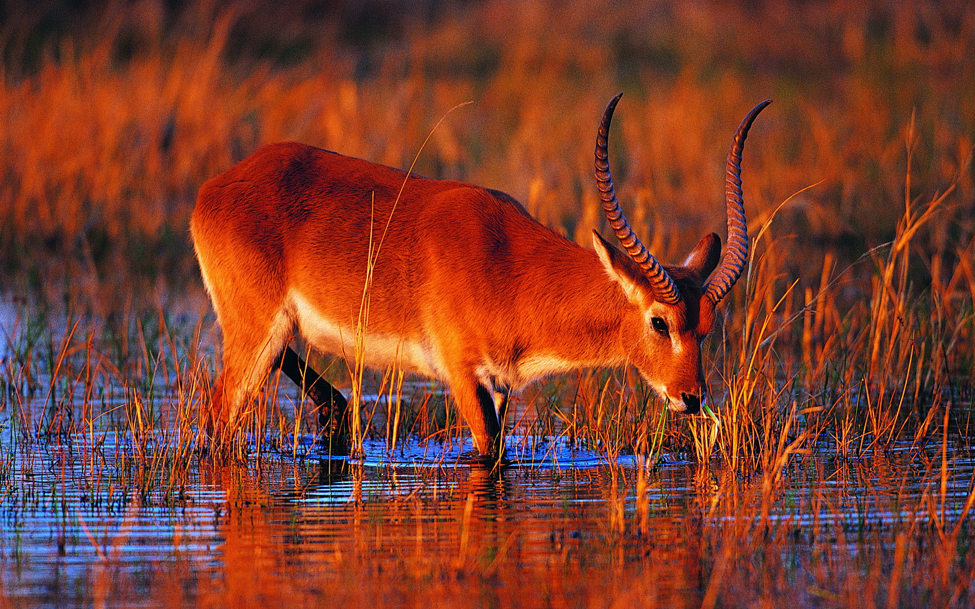 583757 Bild herunterladen tiere, antilope, letschwe - Hintergrundbilder und Bildschirmschoner kostenlos