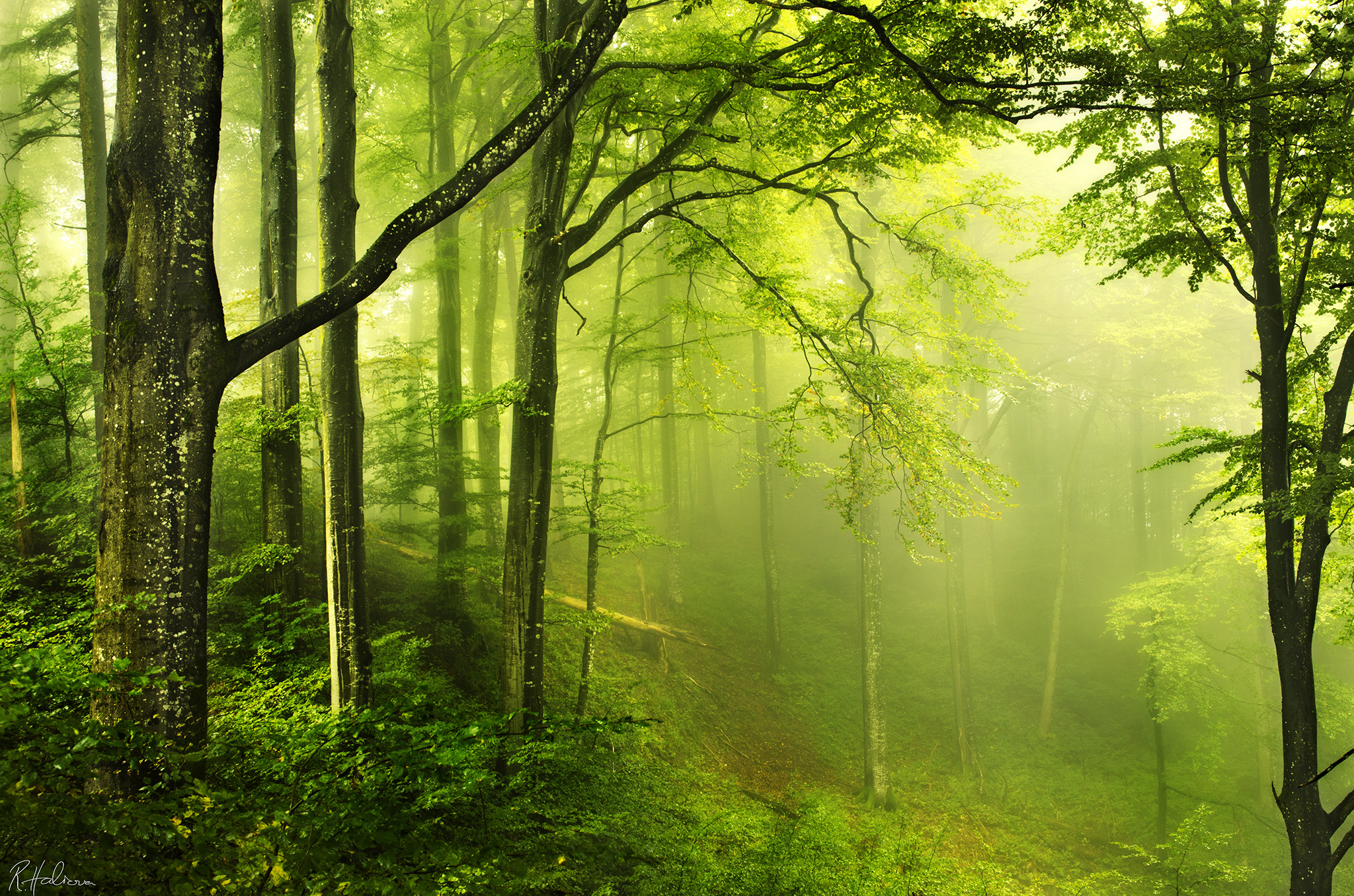 Free download wallpaper Forest, Fog, Earth on your PC desktop