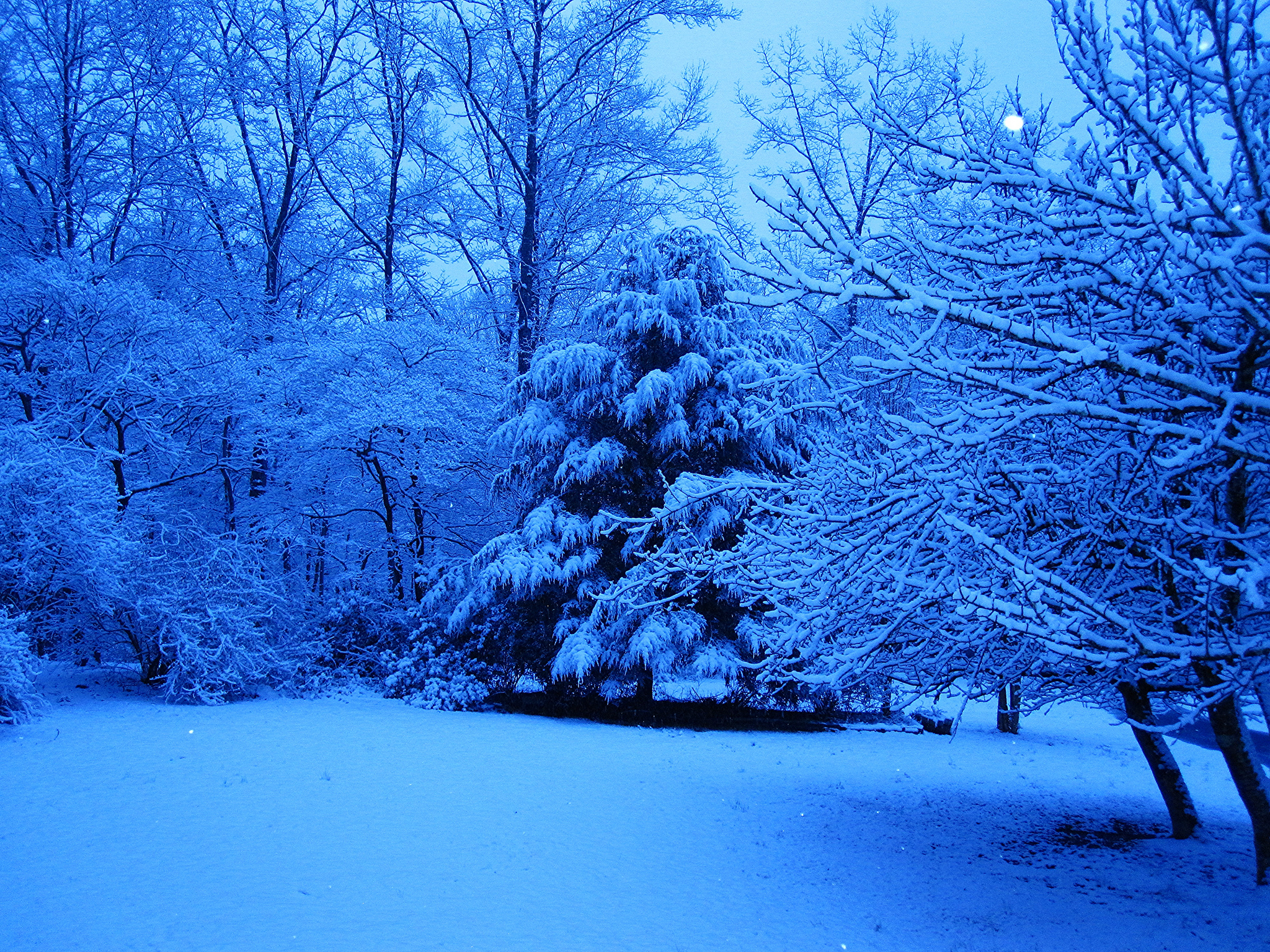 Скачать обои бесплатно Зима, Снег, Лес, Дерево, Синий, Земля/природа картинка на рабочий стол ПК