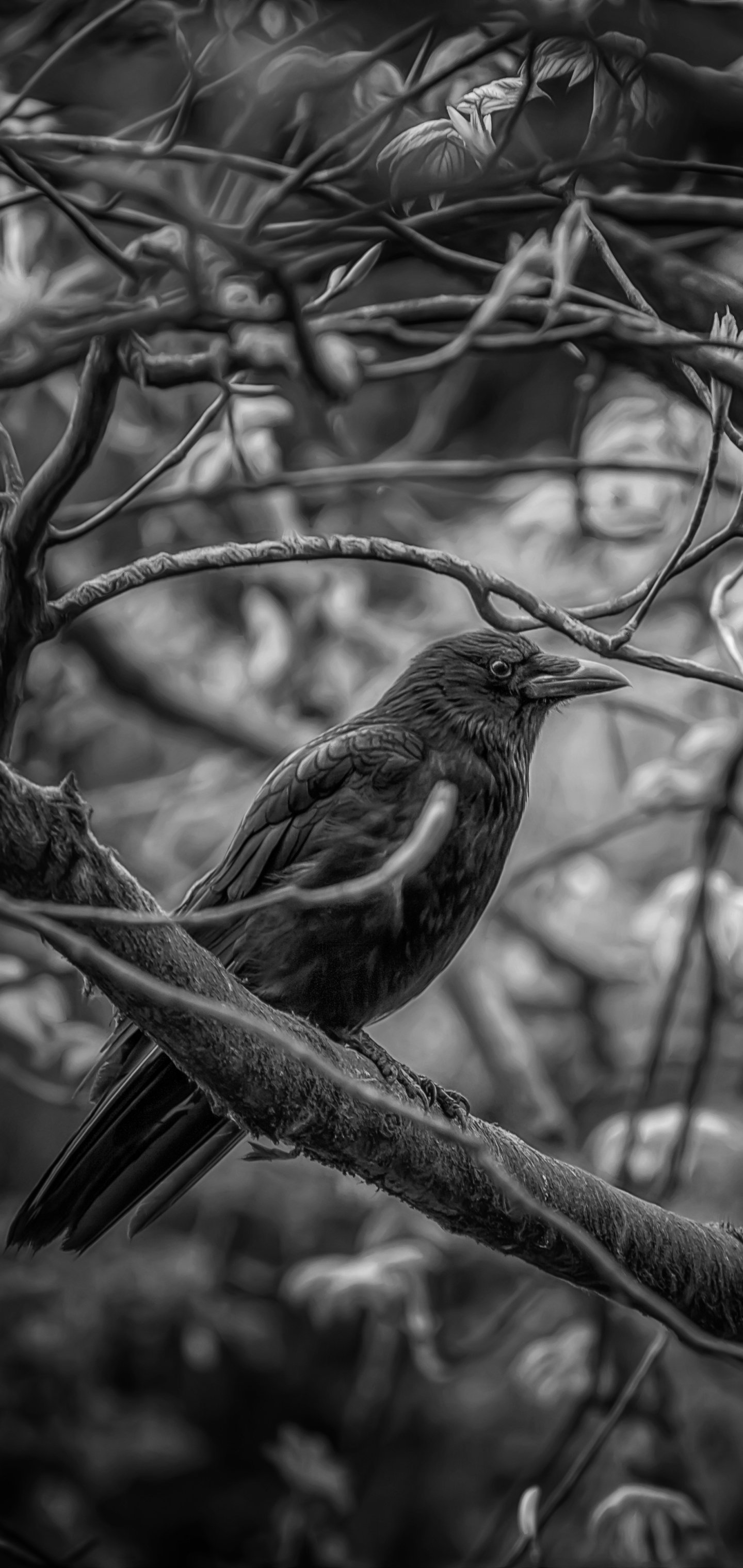 Téléchargez gratuitement l'image Animaux, Oiseau, Des Oiseaux sur le bureau de votre PC